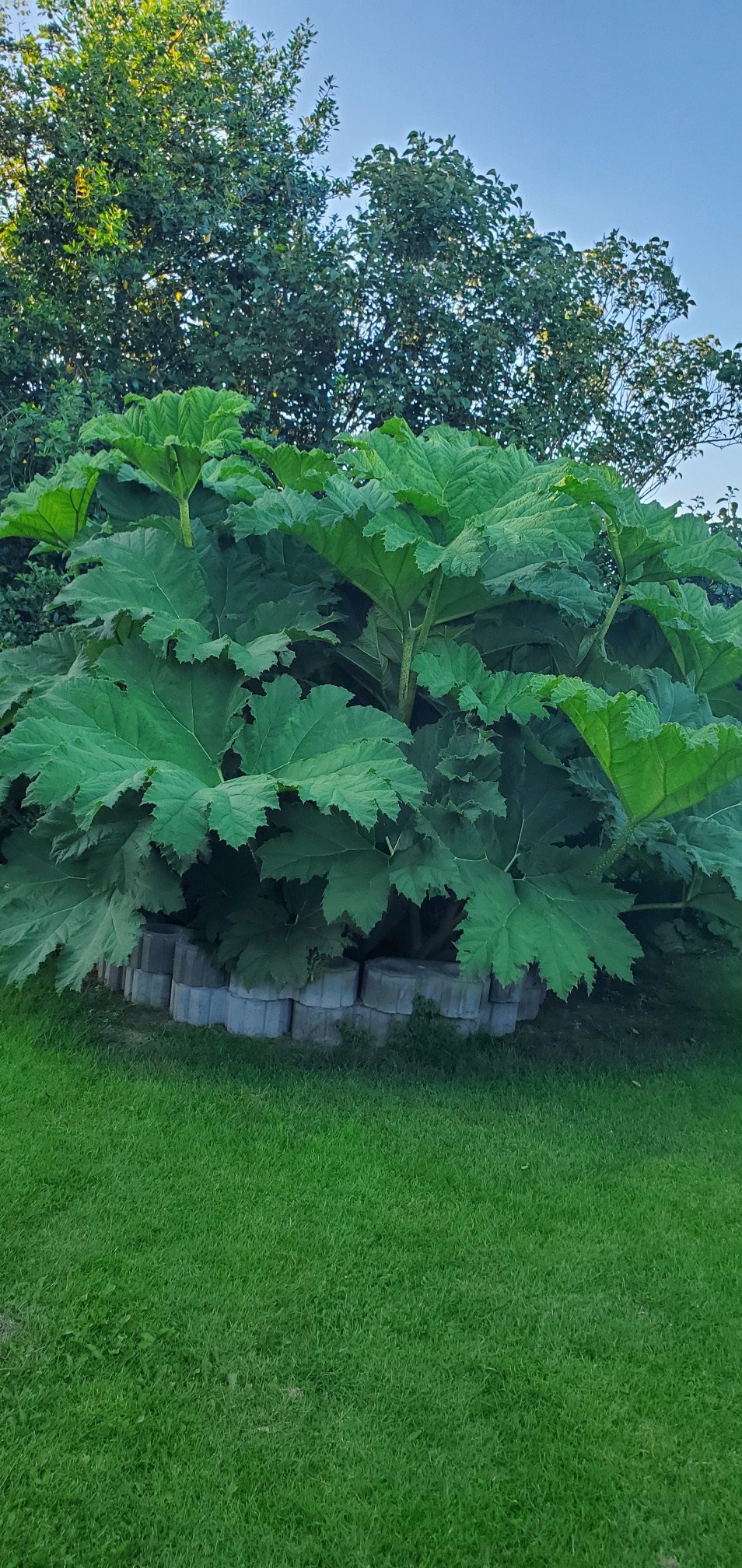 Fremhævet  billede i fuldskærmstilstand. Billede af Bøgevej 3, 6862 Tistrup