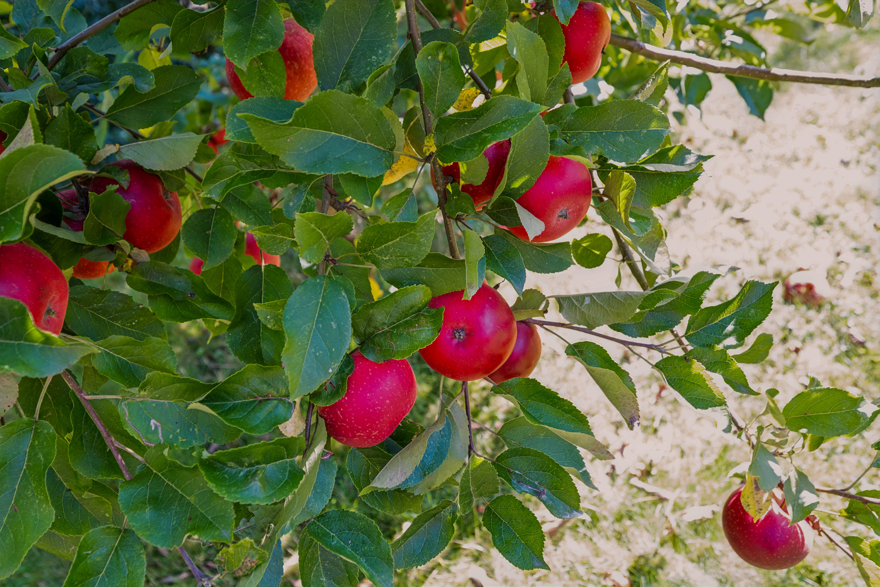 Fremhævet ejendom 1 billede i fuldskærmstilstand. Billede af Annekærvej 36, 8250 Egå