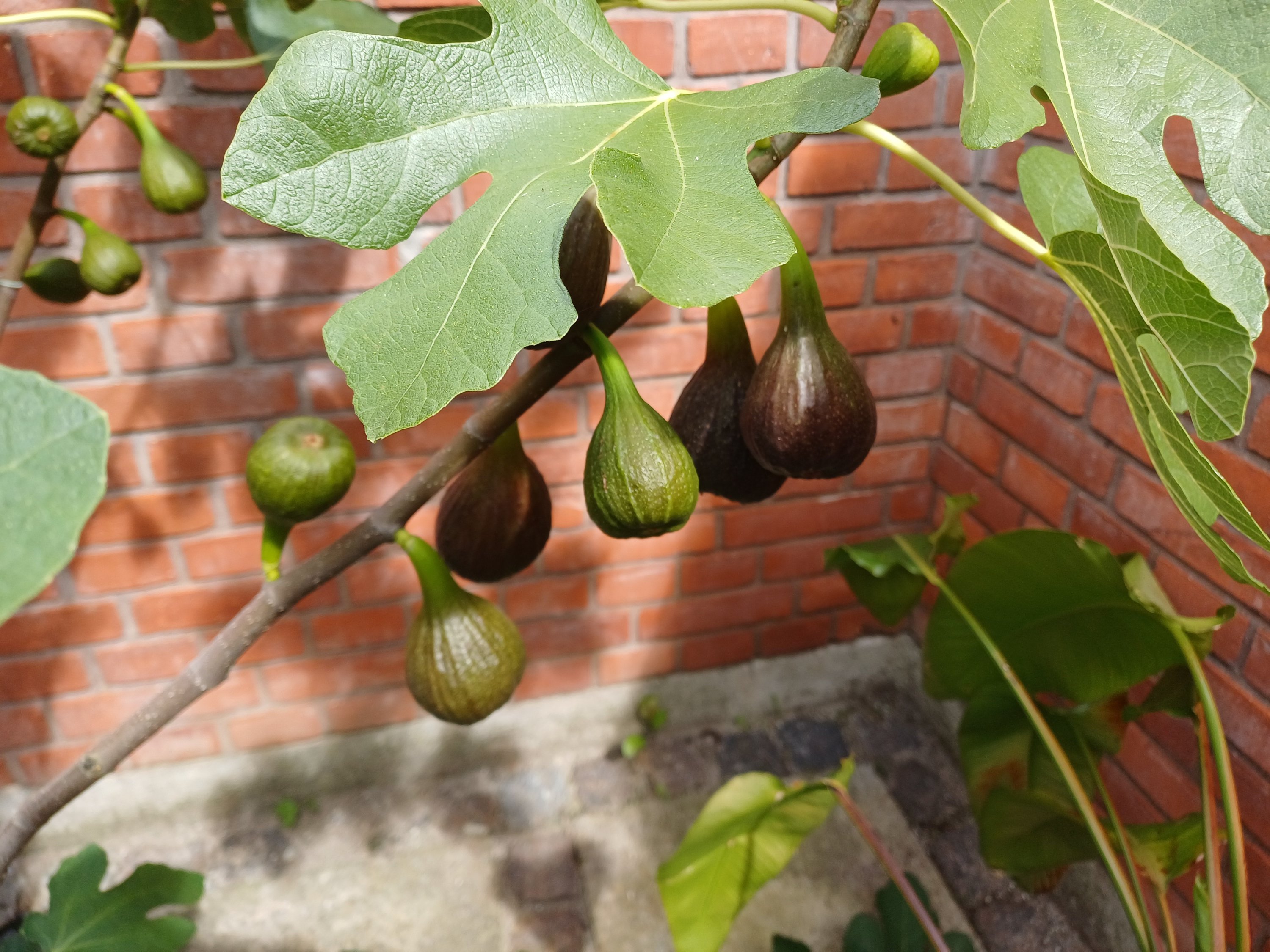 Fremhævet  billede i fuldskærmstilstand. Billede af Klosteralleen 18, 4100 Ringsted