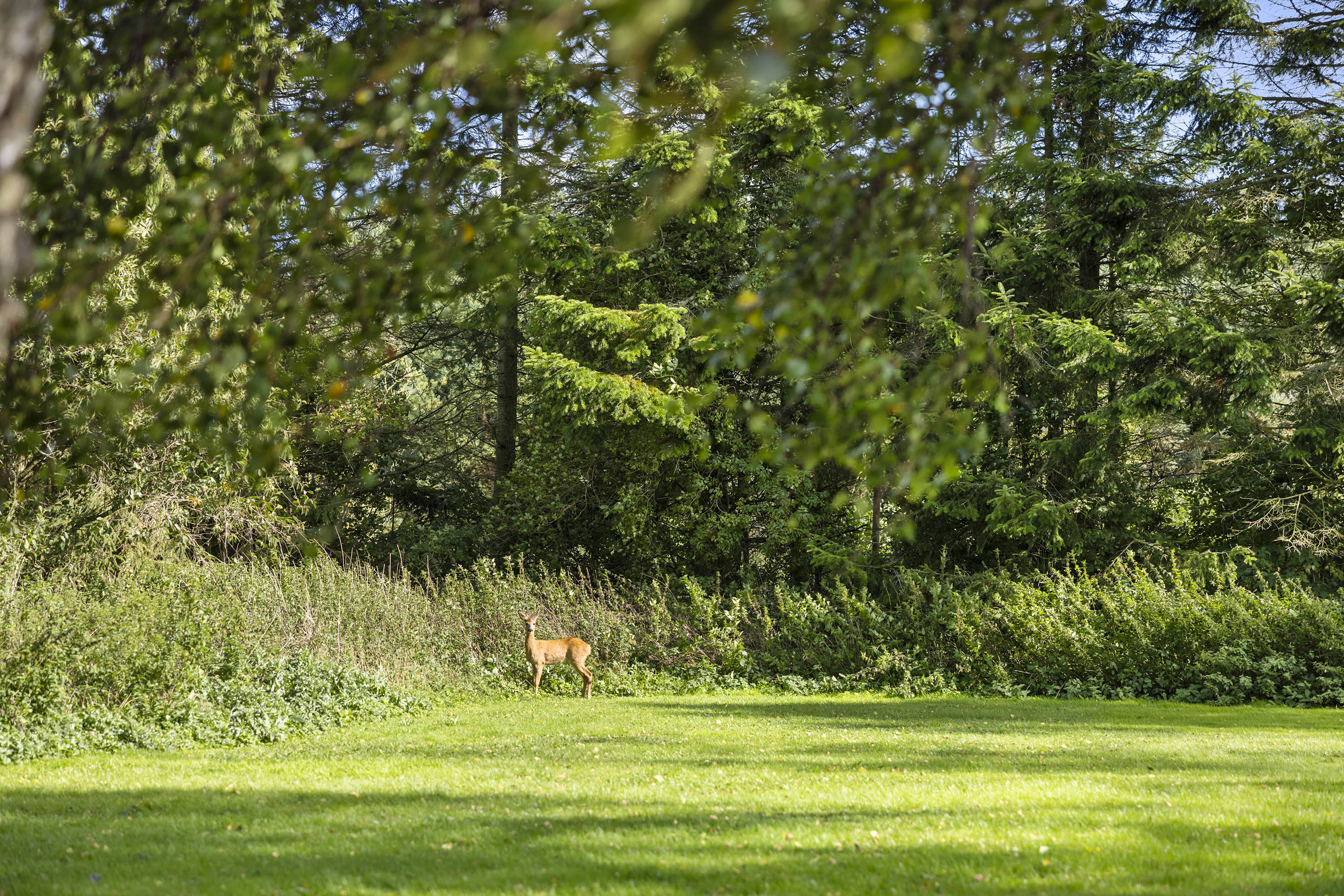 Fremhævet have billede i fuldskærmstilstand. Billede af Solsbækvej 276, Lyngså, 9300 Sæby