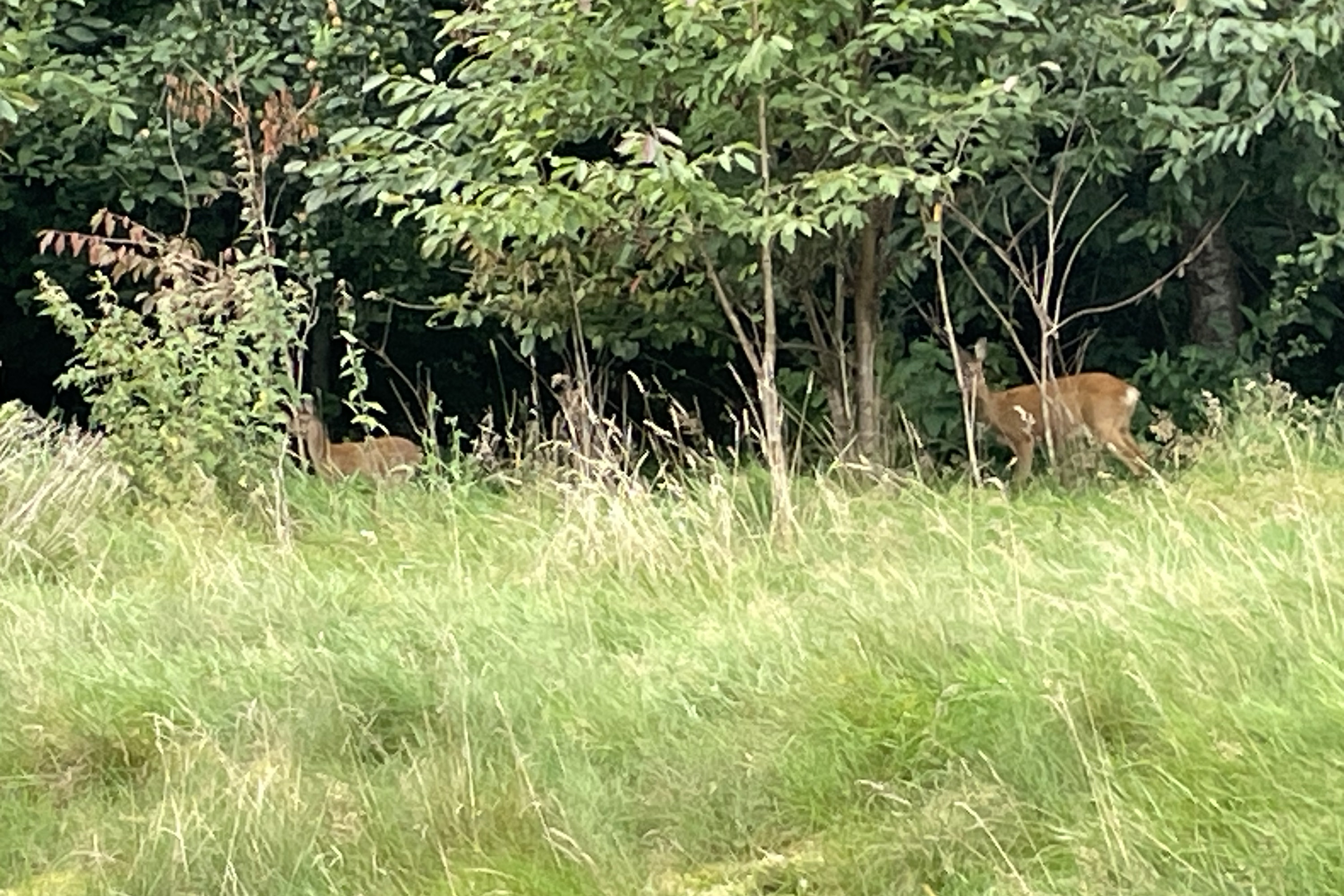 Fremhævet  billede i fuldskærmstilstand. Billede af Storedalsvej 26, 7182 Bredsten