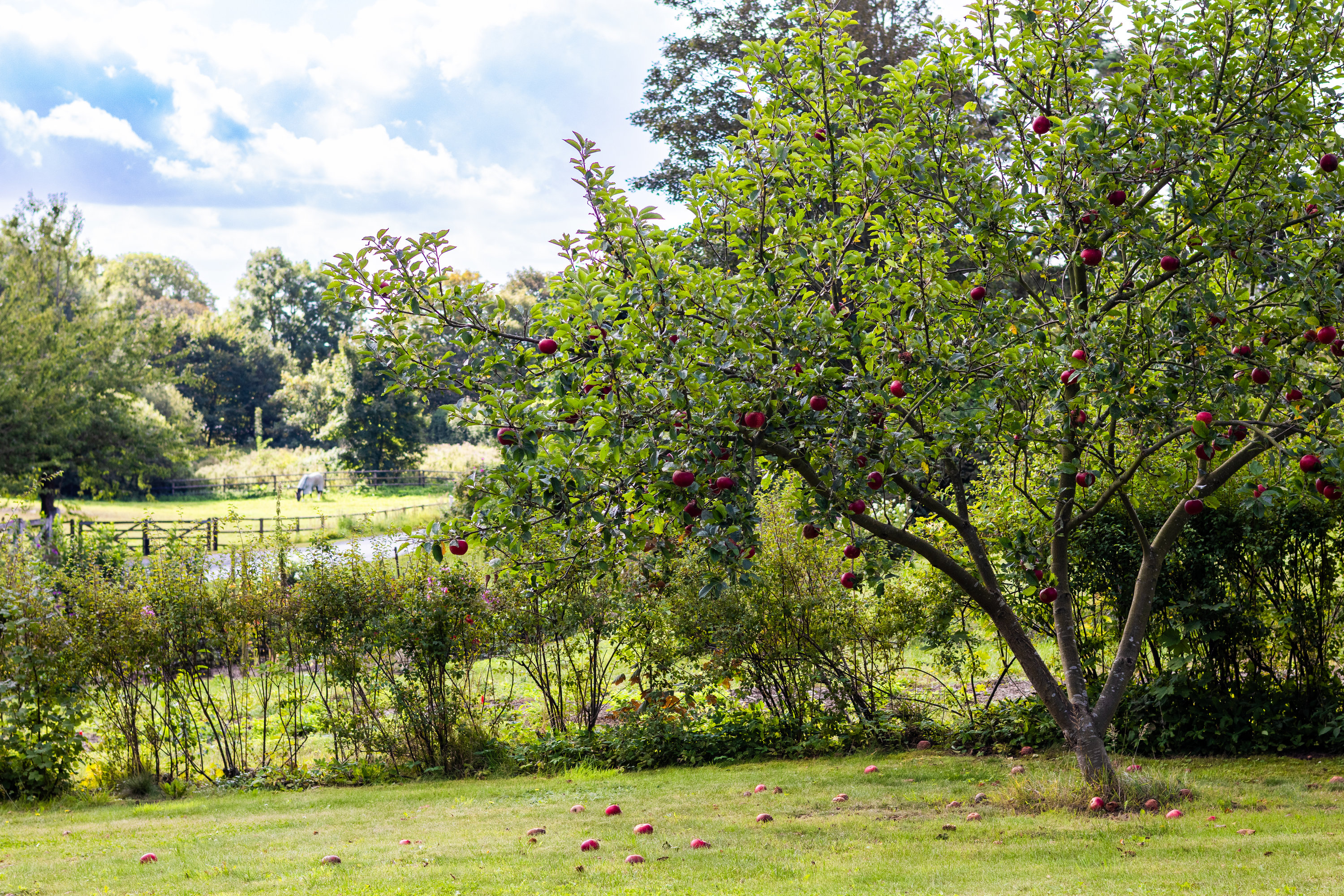 Fremhævet  billede i fuldskærmstilstand. Billede af Øleddet 9, Bogensø, 5390 Martofte