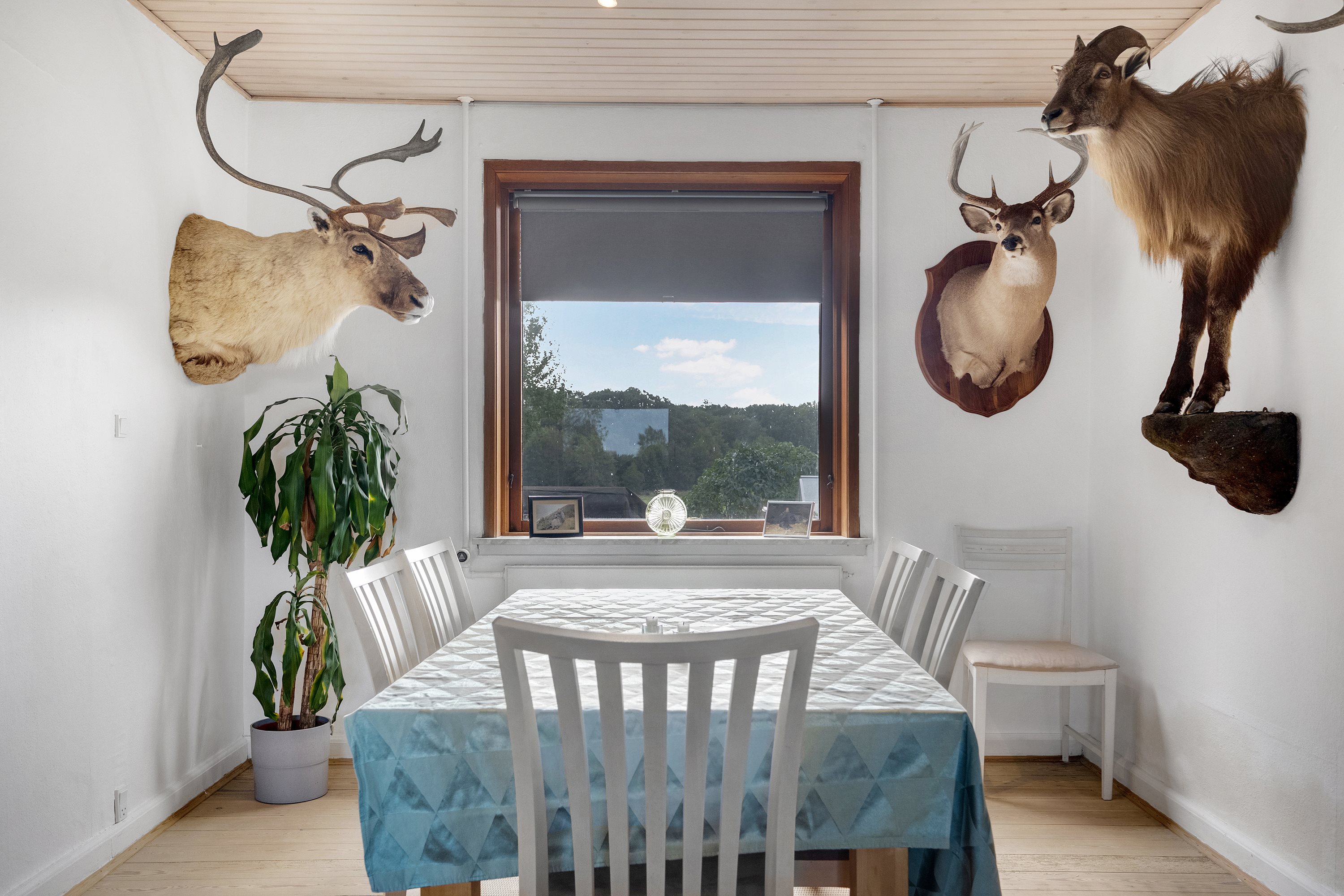 Fremhævet spisestue billede i fuldskærmstilstand. Billede af Toftekrogen 25, Ø Hæsinge, 5600 Faaborg