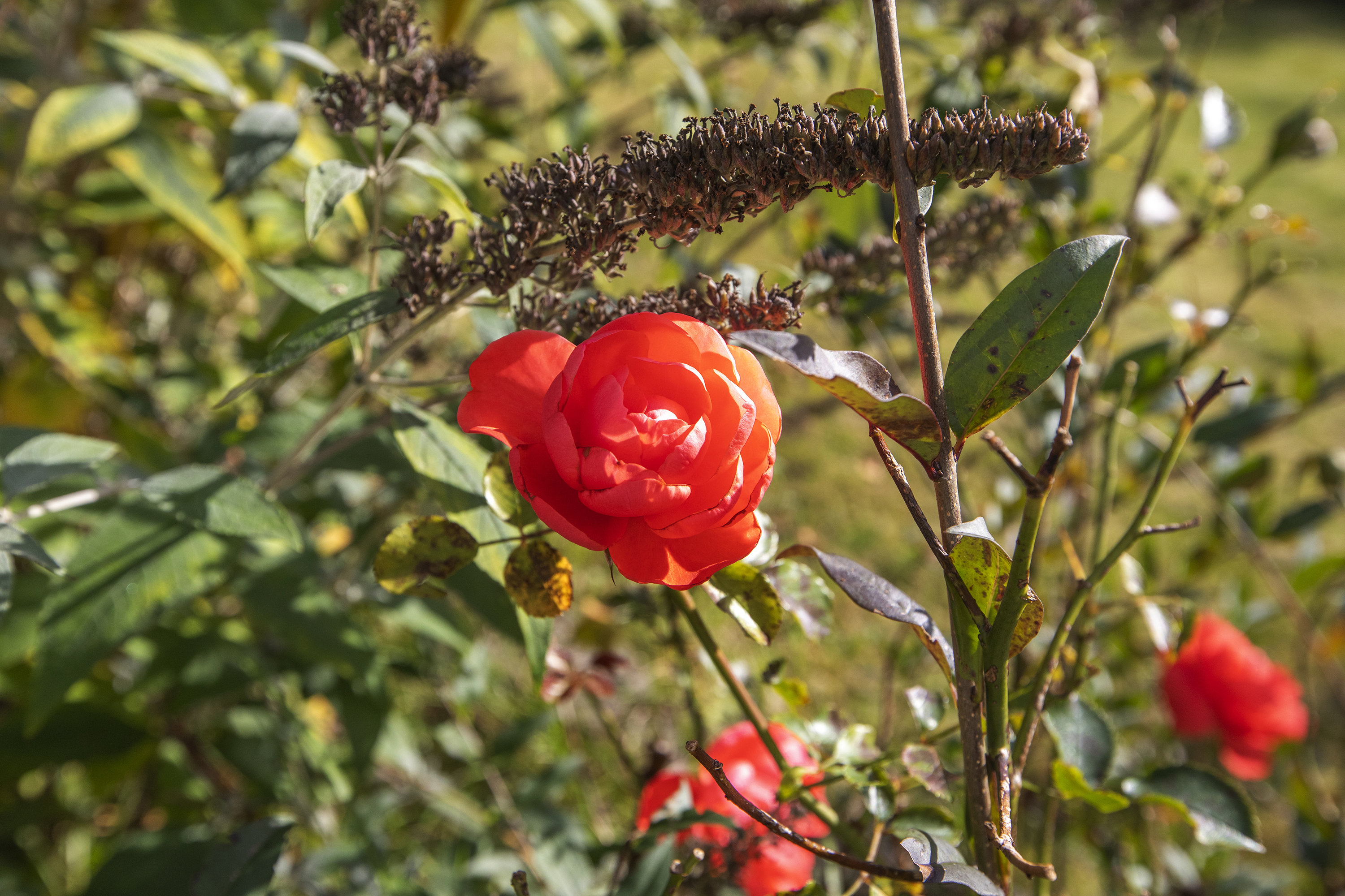 Fremhævet have billede i fuldskærmstilstand. Billede af Bifrost 4, Godthåb, 2740 Skovlunde