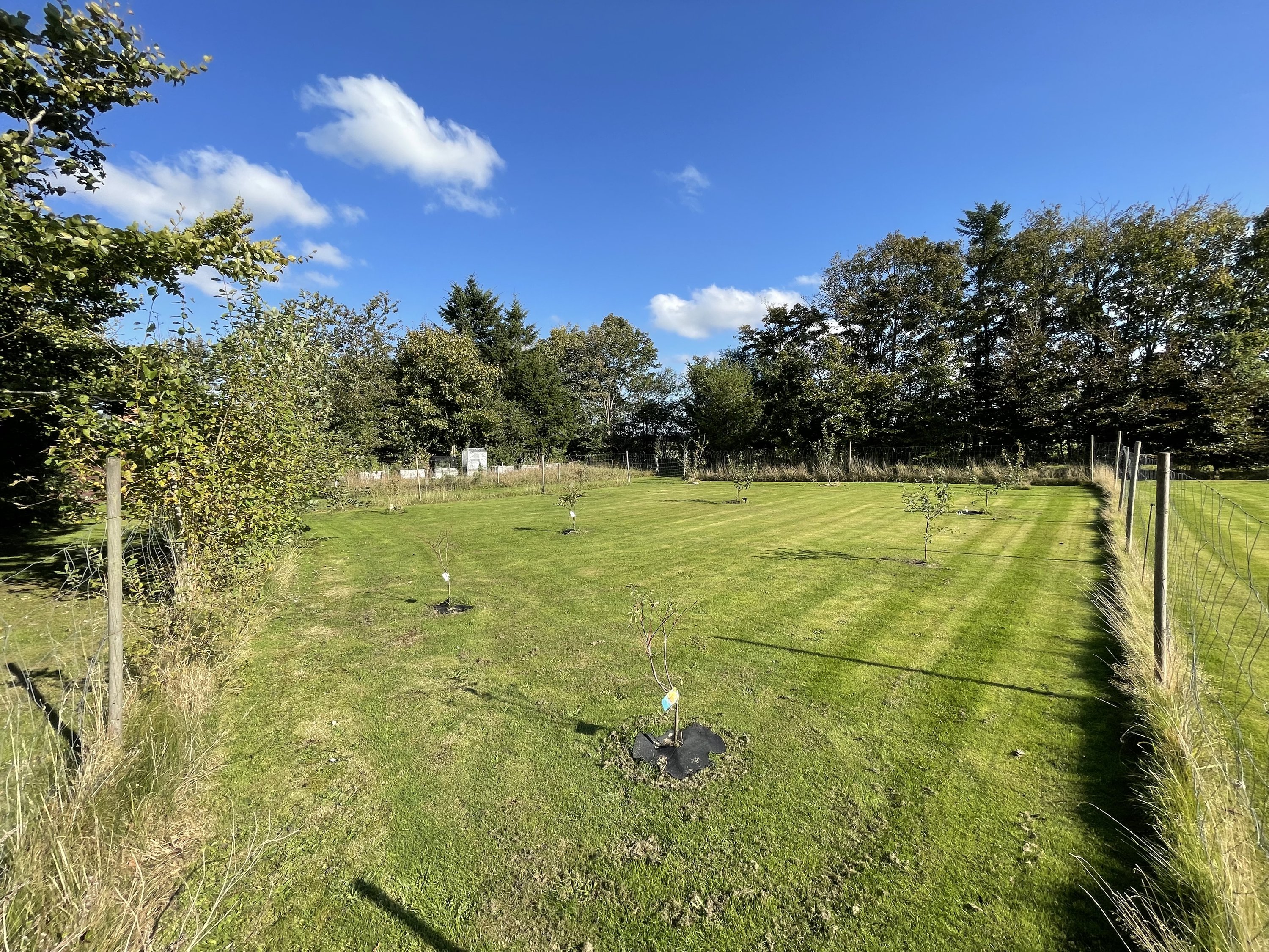 Fremhævet frugt træer billede i fuldskærmstilstand. Billede af Lillebyvej 6, Brejning, 6920 Videbæk