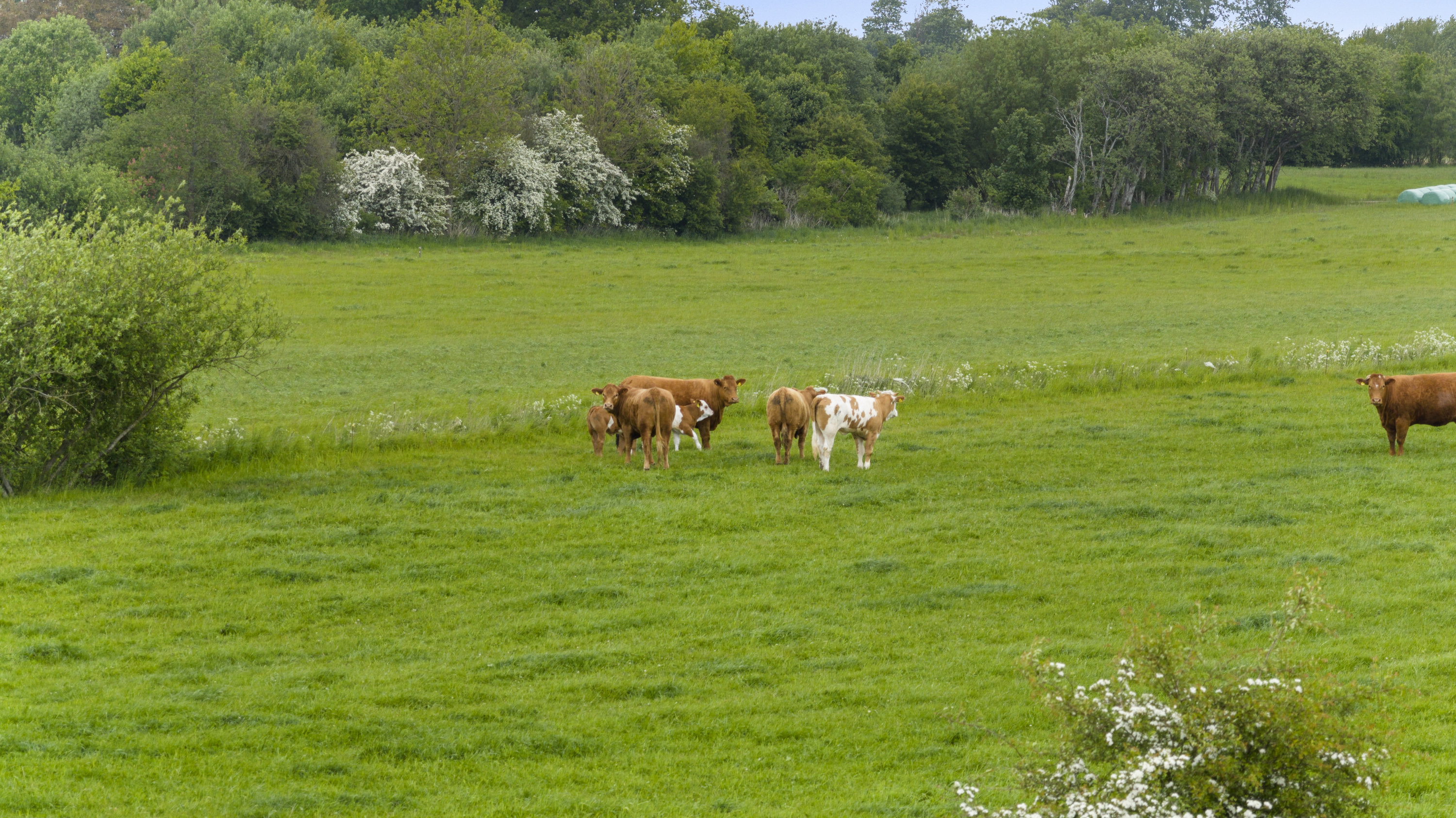 Fremhævet  billede i fuldskærmstilstand. Billede af Husmandsvej 5, 6621 Gesten