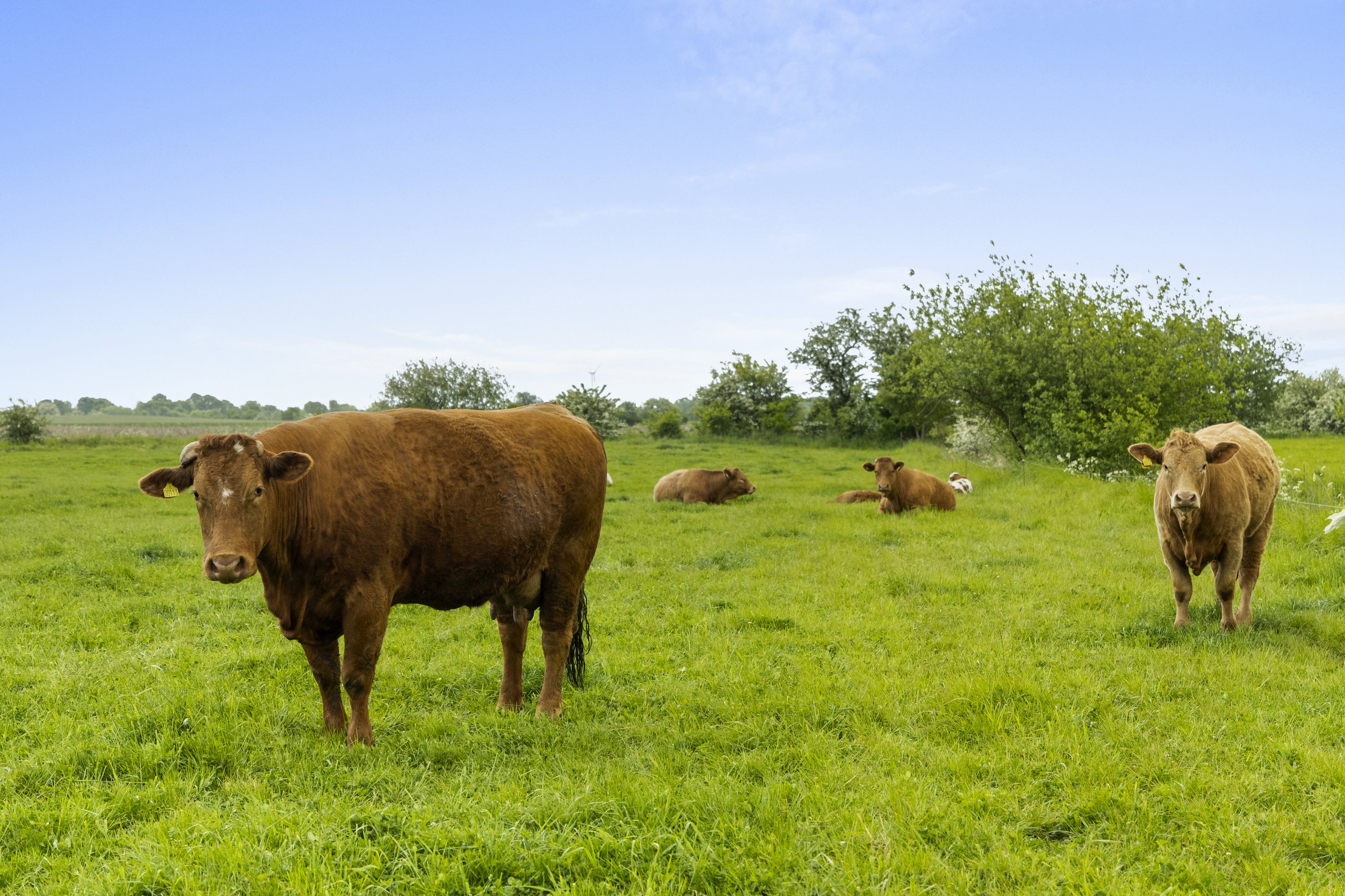 Fremhævet  billede i fuldskærmstilstand. Billede af Husmandsvej 5, 6621 Gesten