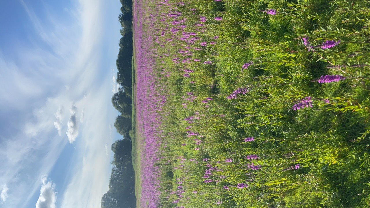 Fremhævet  billede i fuldskærmstilstand. Billede af Voldumvej 14, 2610 Rødovre