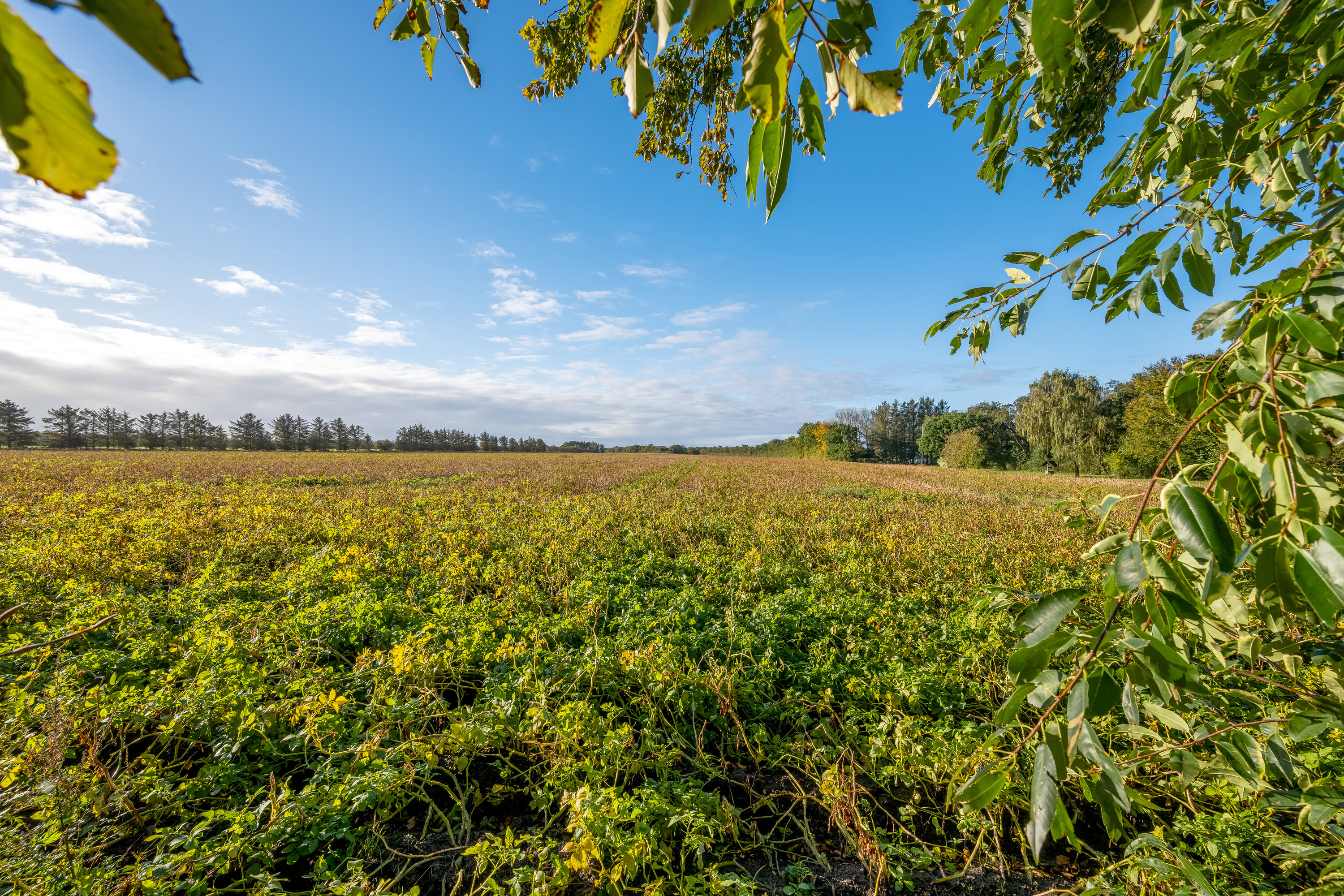 Fremhævet udsigt billede i fuldskærmstilstand. Billede af Toldhusvej 1, Stauning, 6900 Skjern