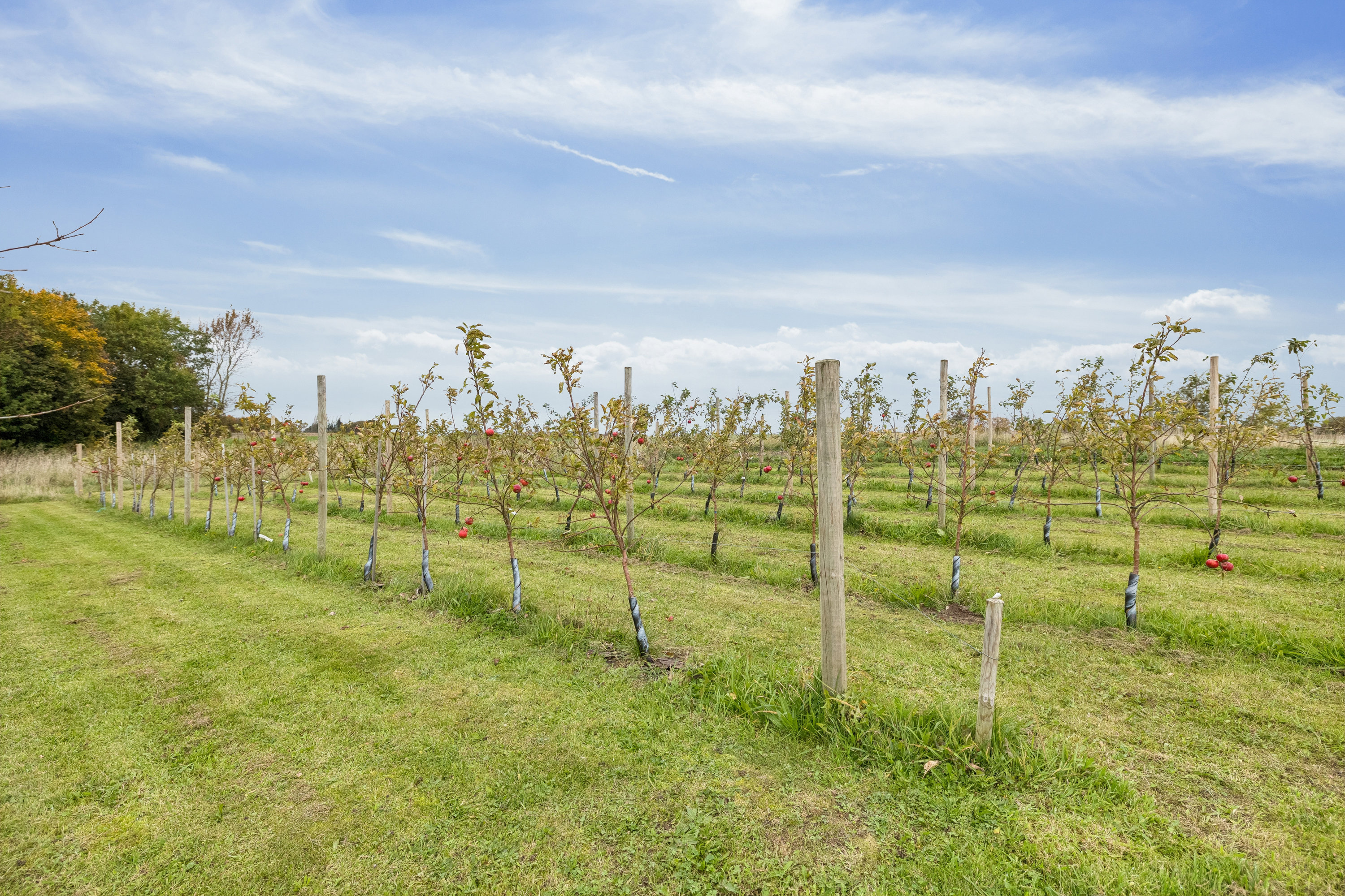 Fremhævet have billede i fuldskærmstilstand. Billede af Randersvej 112, 8680 Ry