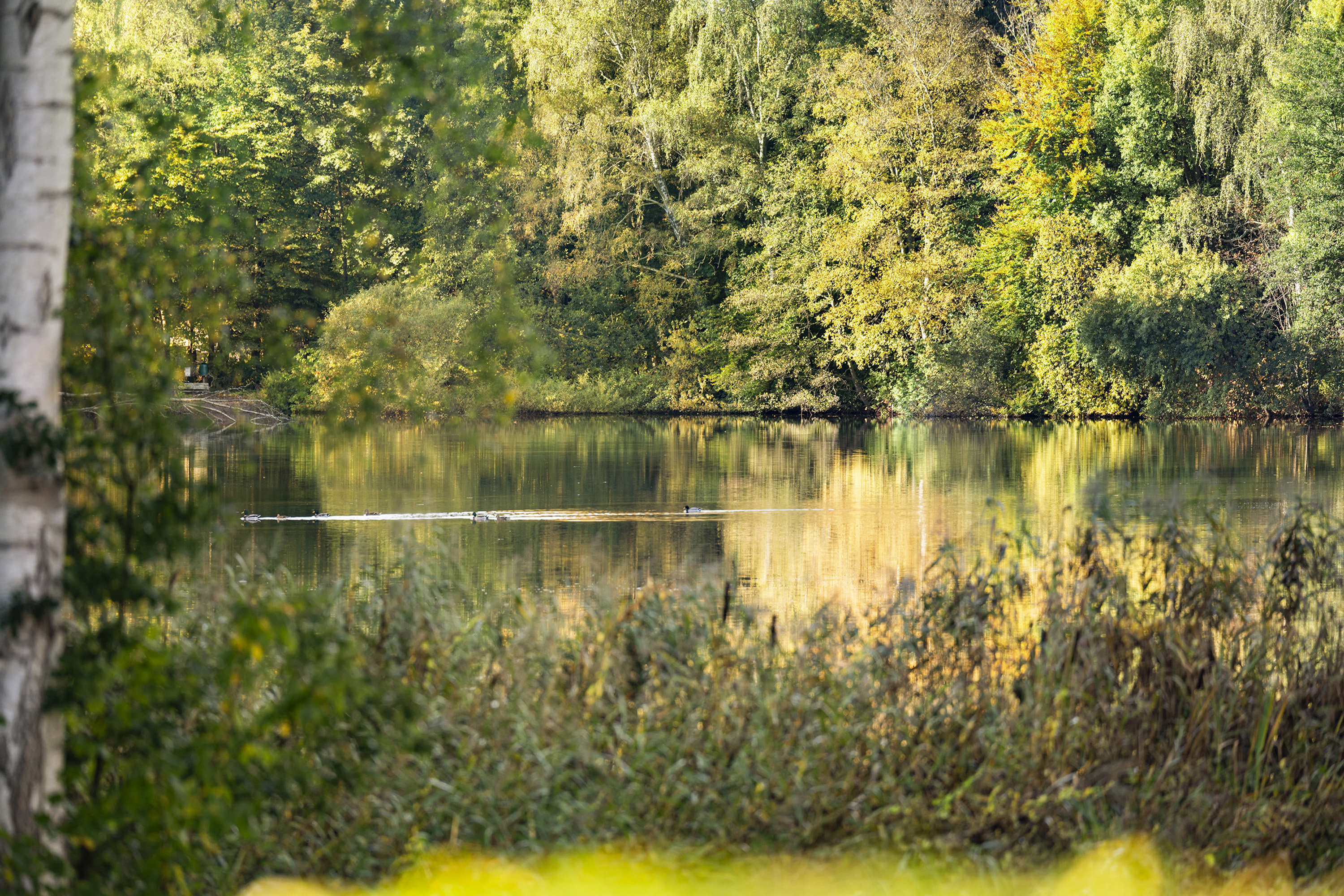 Fremhævet område billede i fuldskærmstilstand. Billede af Søllerød Park 15, st.. 5., Søllerød, 2840 Holte