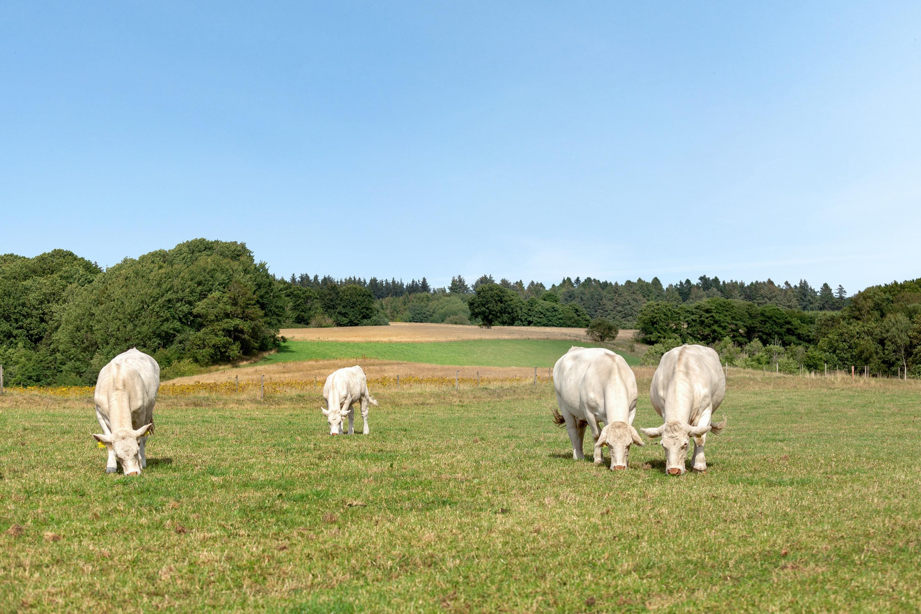 Fremhævet ejendommen billede i fuldskærmstilstand. Billede af Eskærvej 10, Mejling, 9900 Frederikshavn
