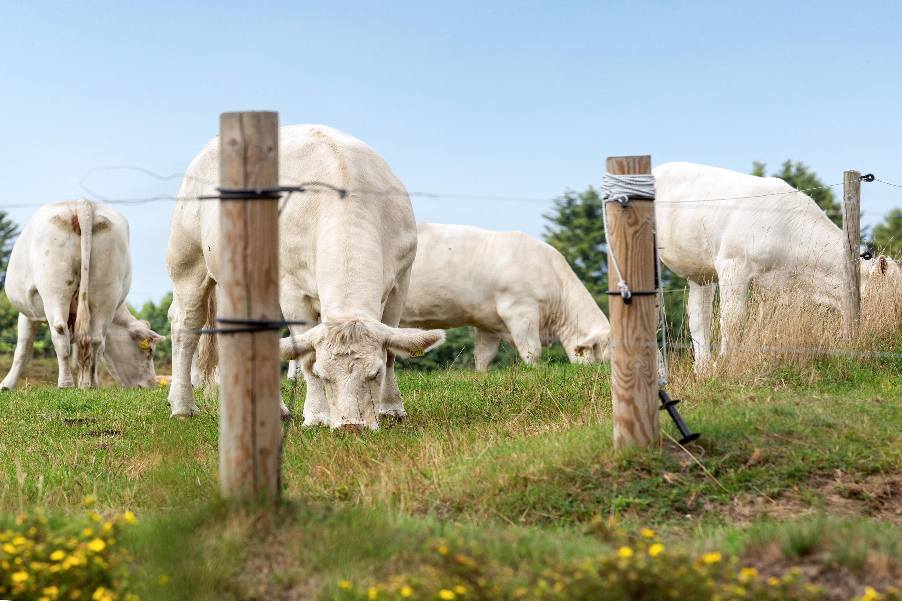 Fremhævet ejendommen billede i fuldskærmstilstand. Billede af Eskærvej 10, Mejling, 9900 Frederikshavn