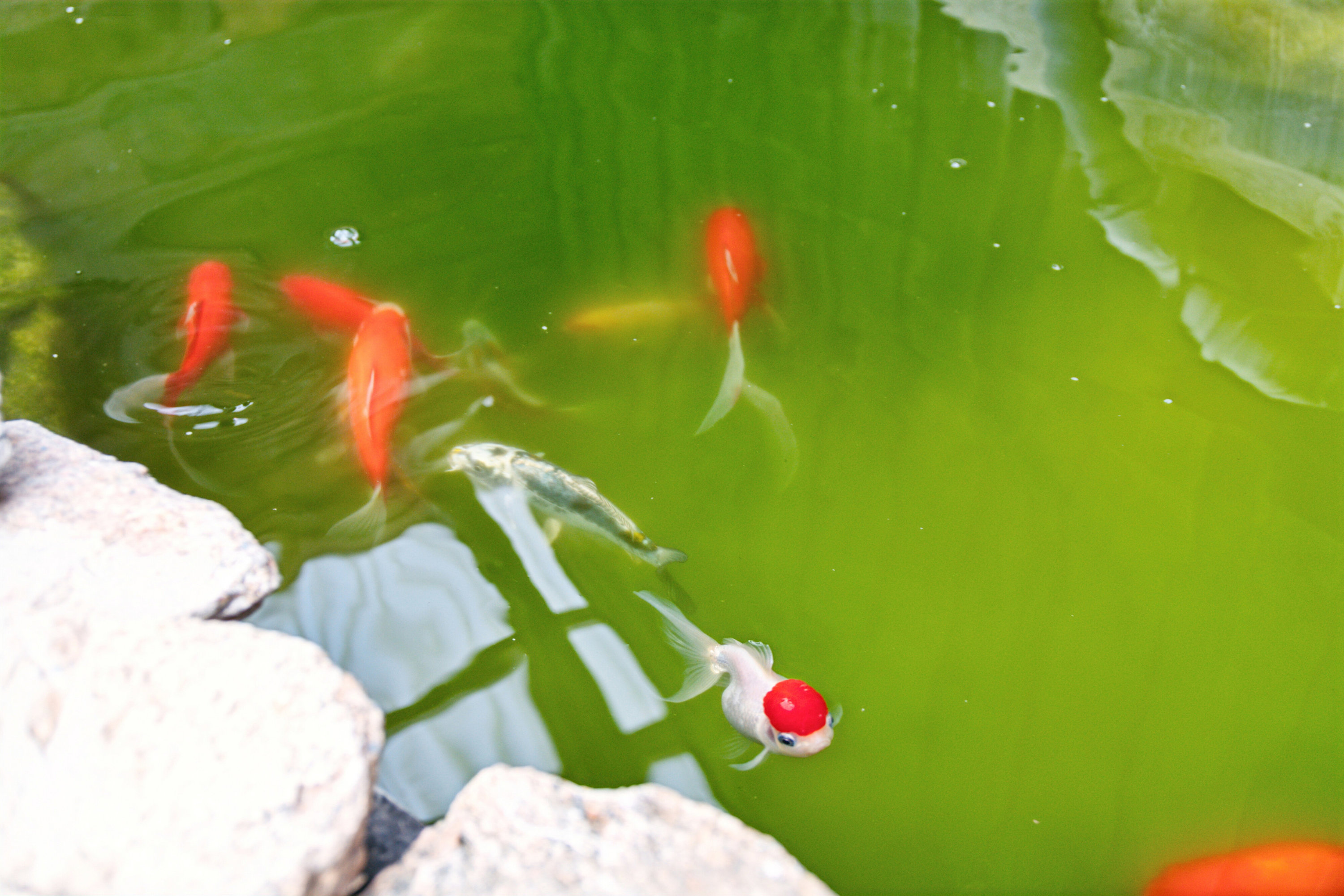 Fremhævet havudsigt billede i fuldskærmstilstand. Billede af Løgeskov 64A, 5771 Stenstrup