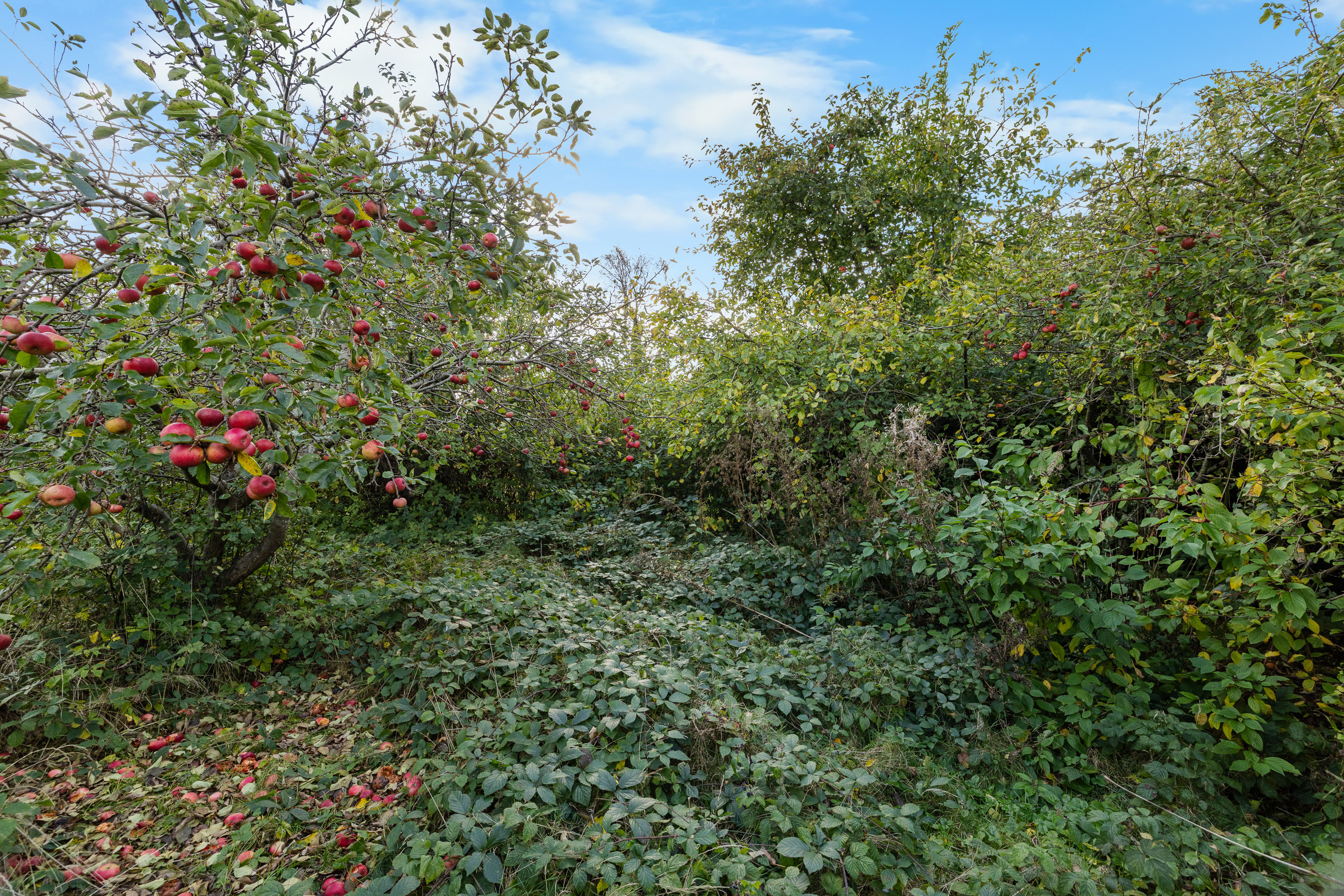 Fremhævet andet billede i fuldskærmstilstand. Billede af Tuxensvej 11, 7000 Fredericia