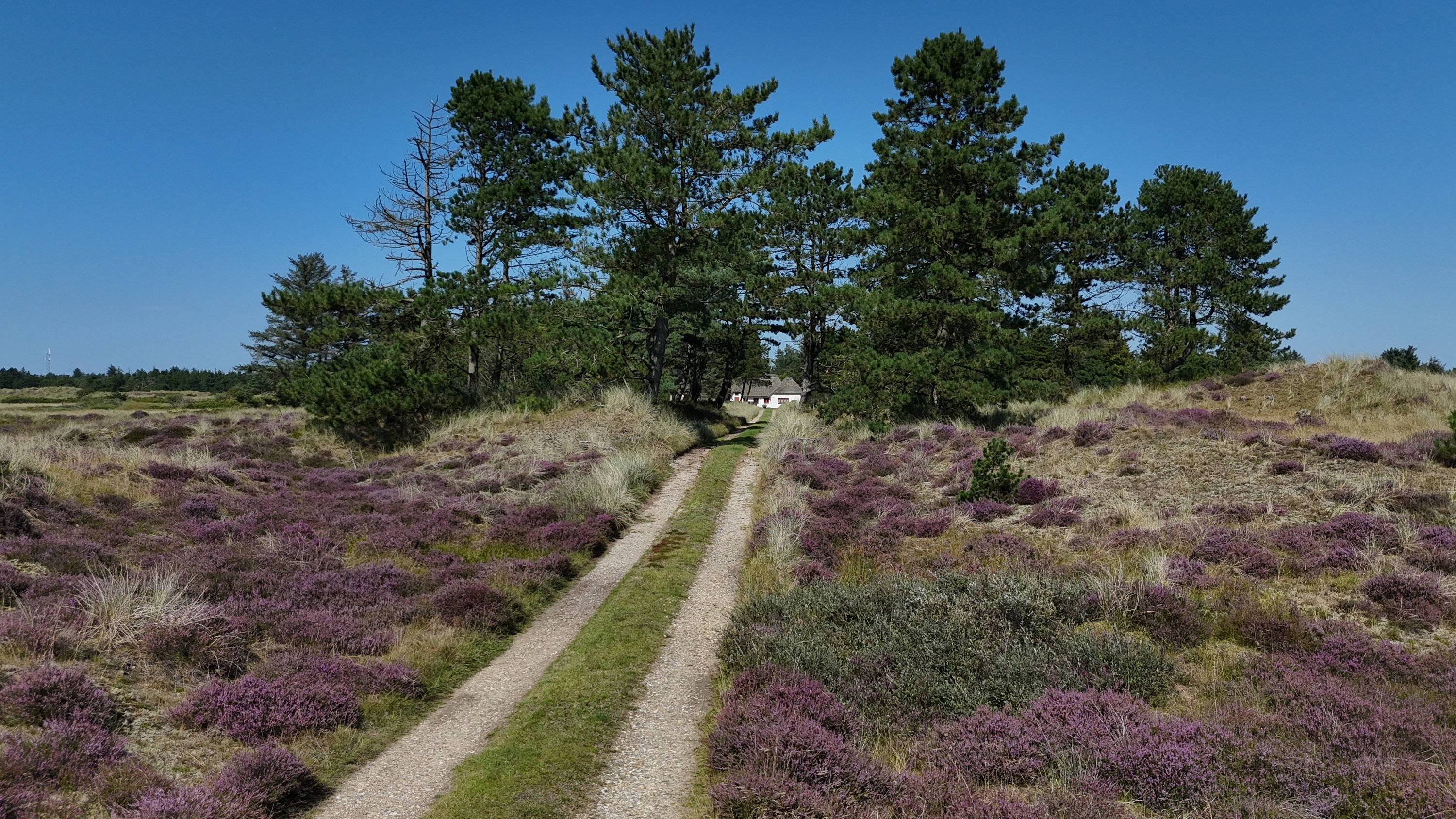 Fremhævet  billede i fuldskærmstilstand. Billede af Tane Hedevej 39, 6857 Blåvand