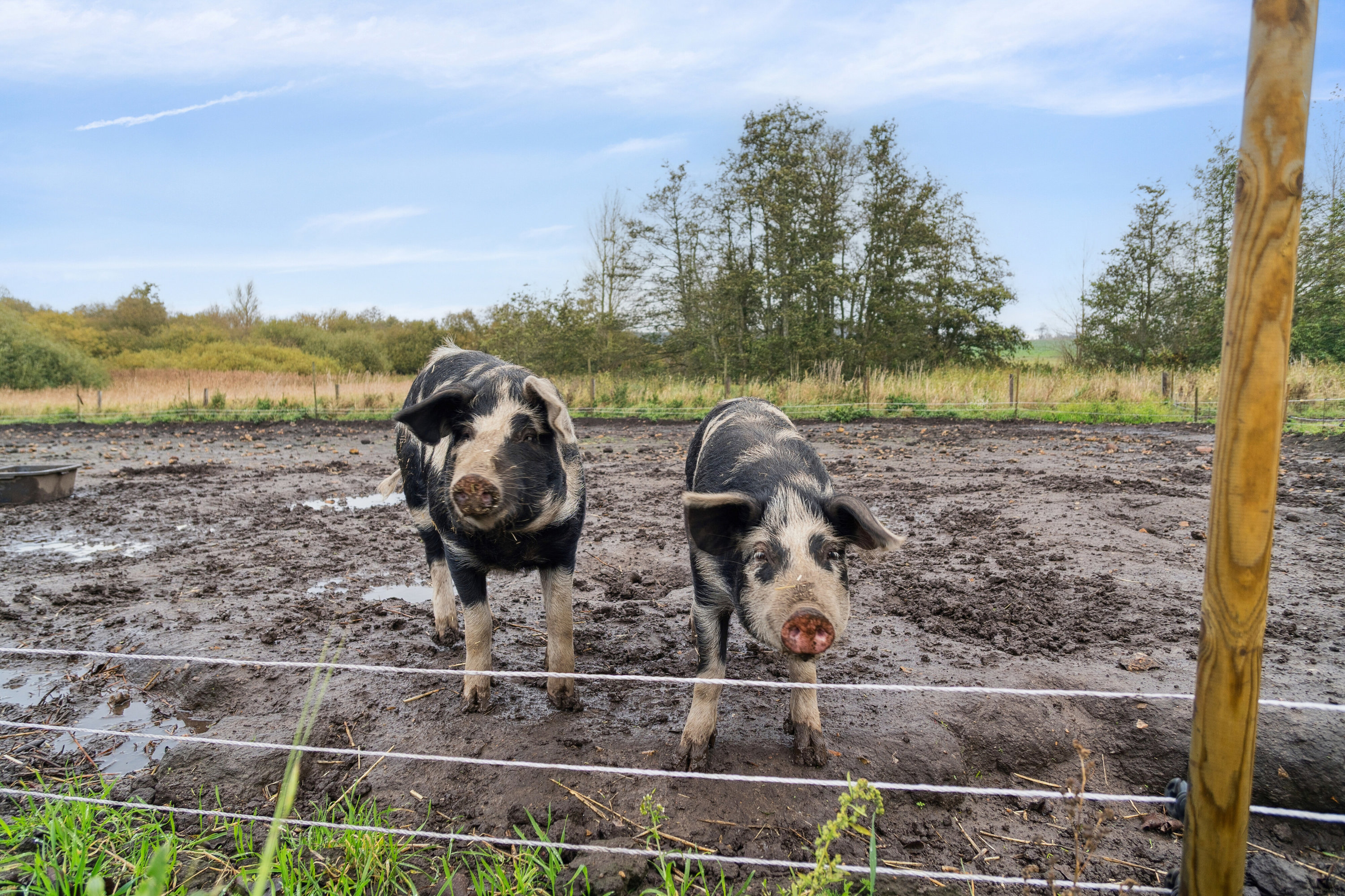 Fremhævet baghave billede i fuldskærmstilstand. Billede af Gl Kappendrupvej 49, 5450 Otterup