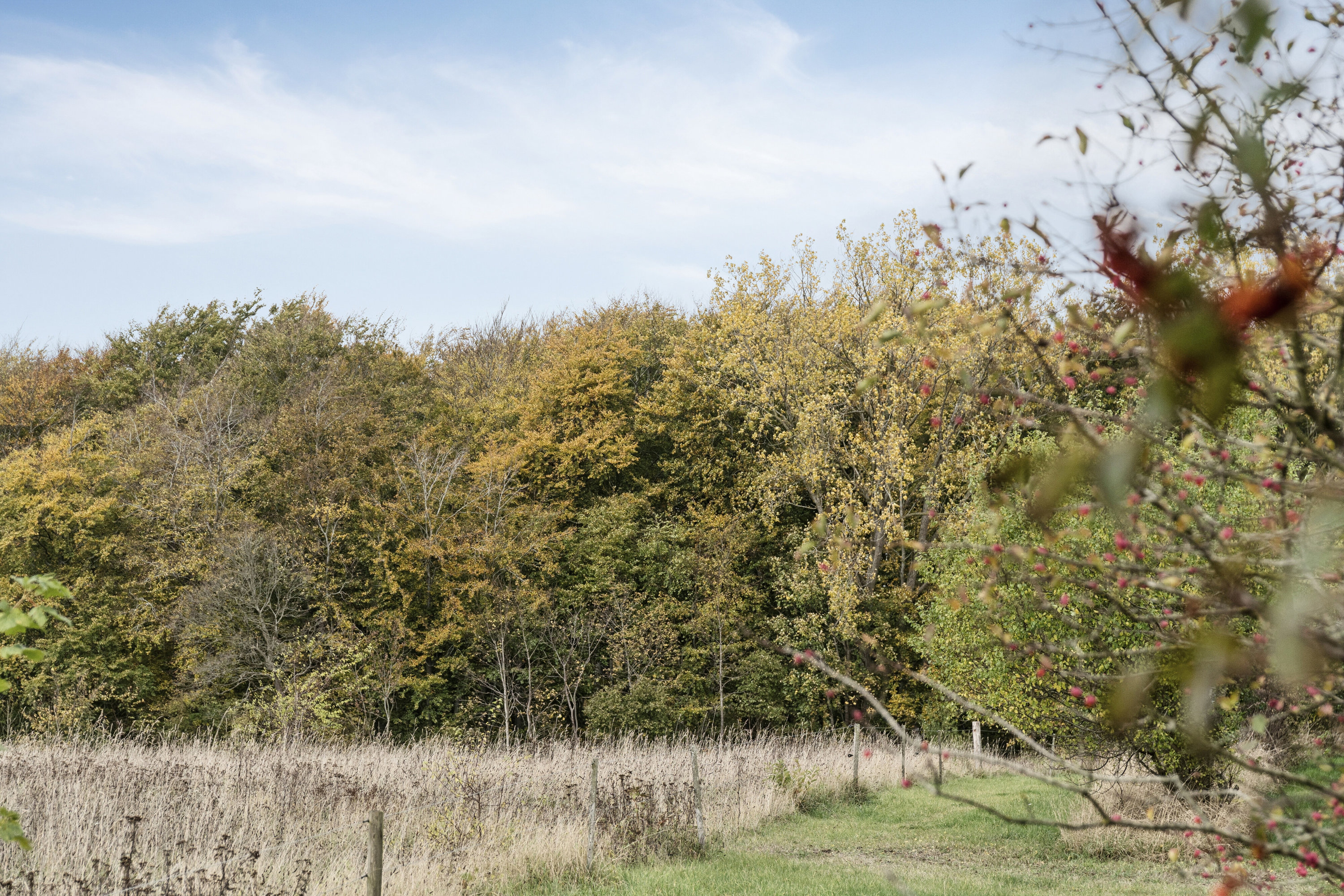 Fremhævet have billede i fuldskærmstilstand. Billede af Æble Alle 41, Strandhusene, 4500 Nykøbing Sj