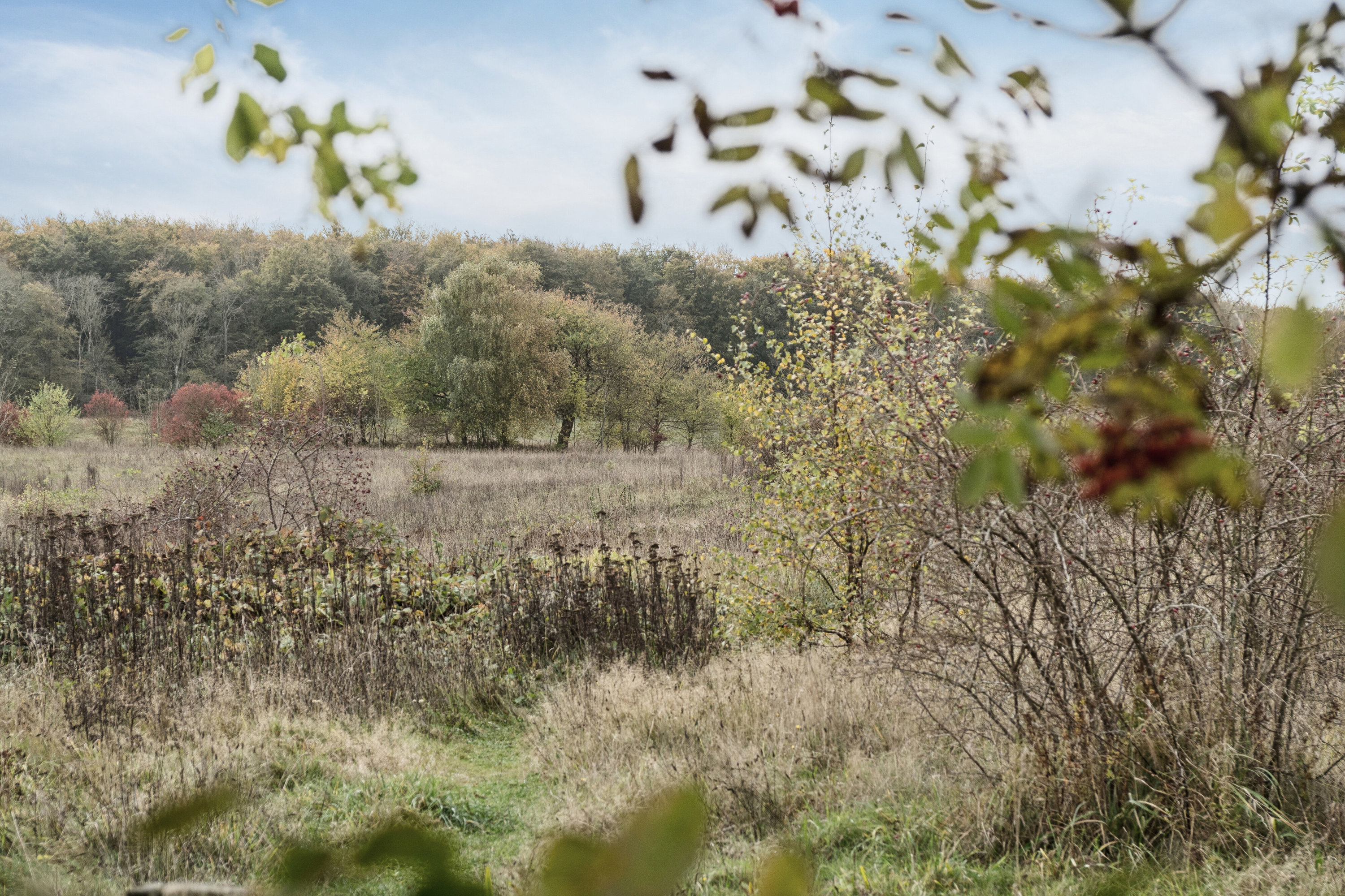 Fremhævet have billede i fuldskærmstilstand. Billede af Æble Alle 41, Strandhusene, 4500 Nykøbing Sj