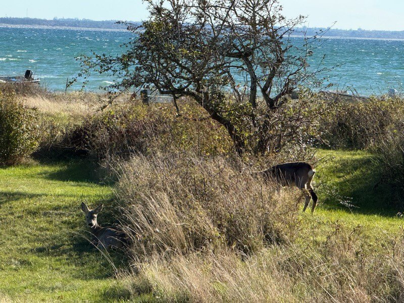 Fremhævet  billede i fuldskærmstilstand. Billede af Vestre Skovlyvej 69, Overby Lyng, 4583 Sjællands Odde