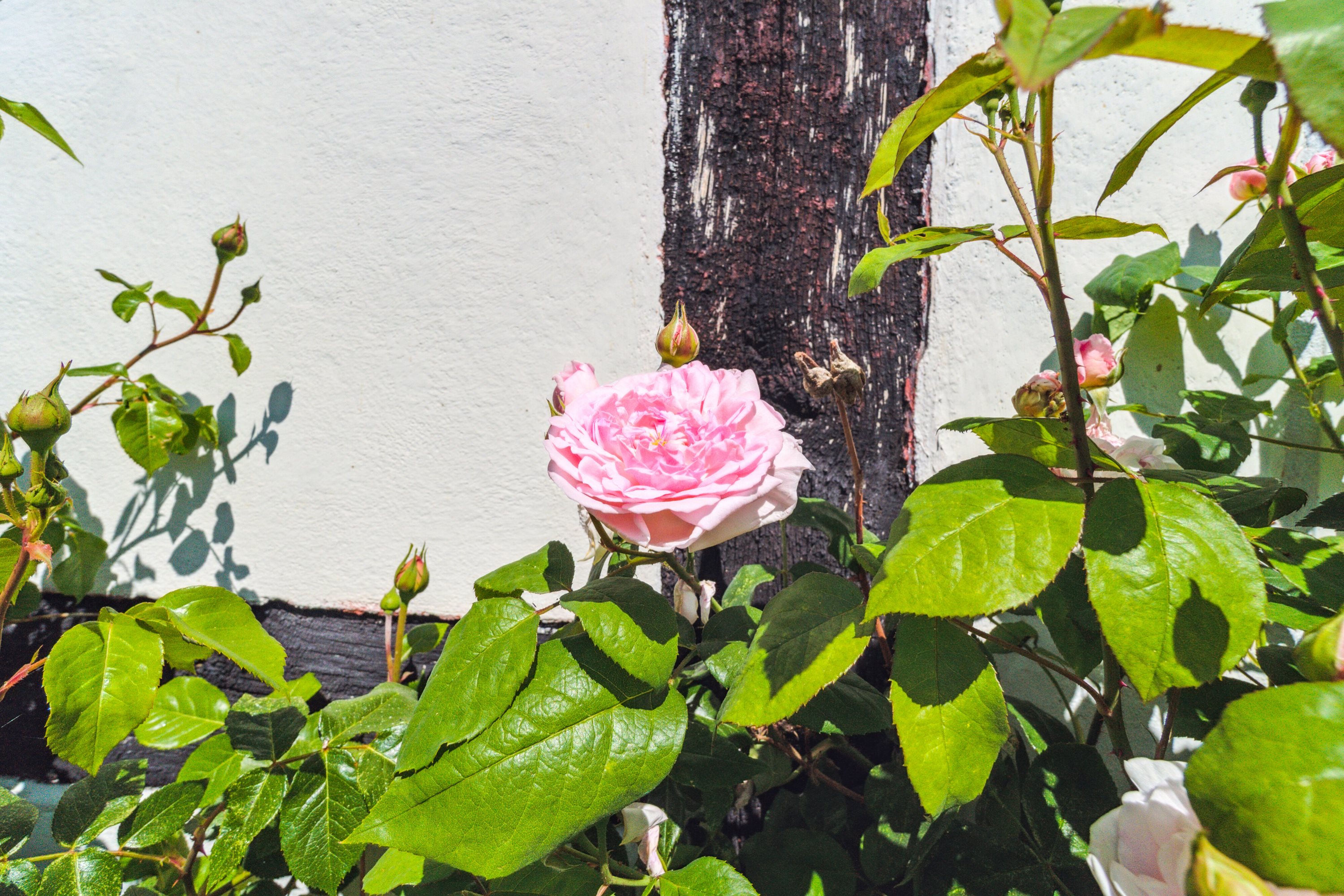 Fremhævet udendørs billede i fuldskærmstilstand. Billede af Kalbyvejen 30, 3720 Aakirkeby