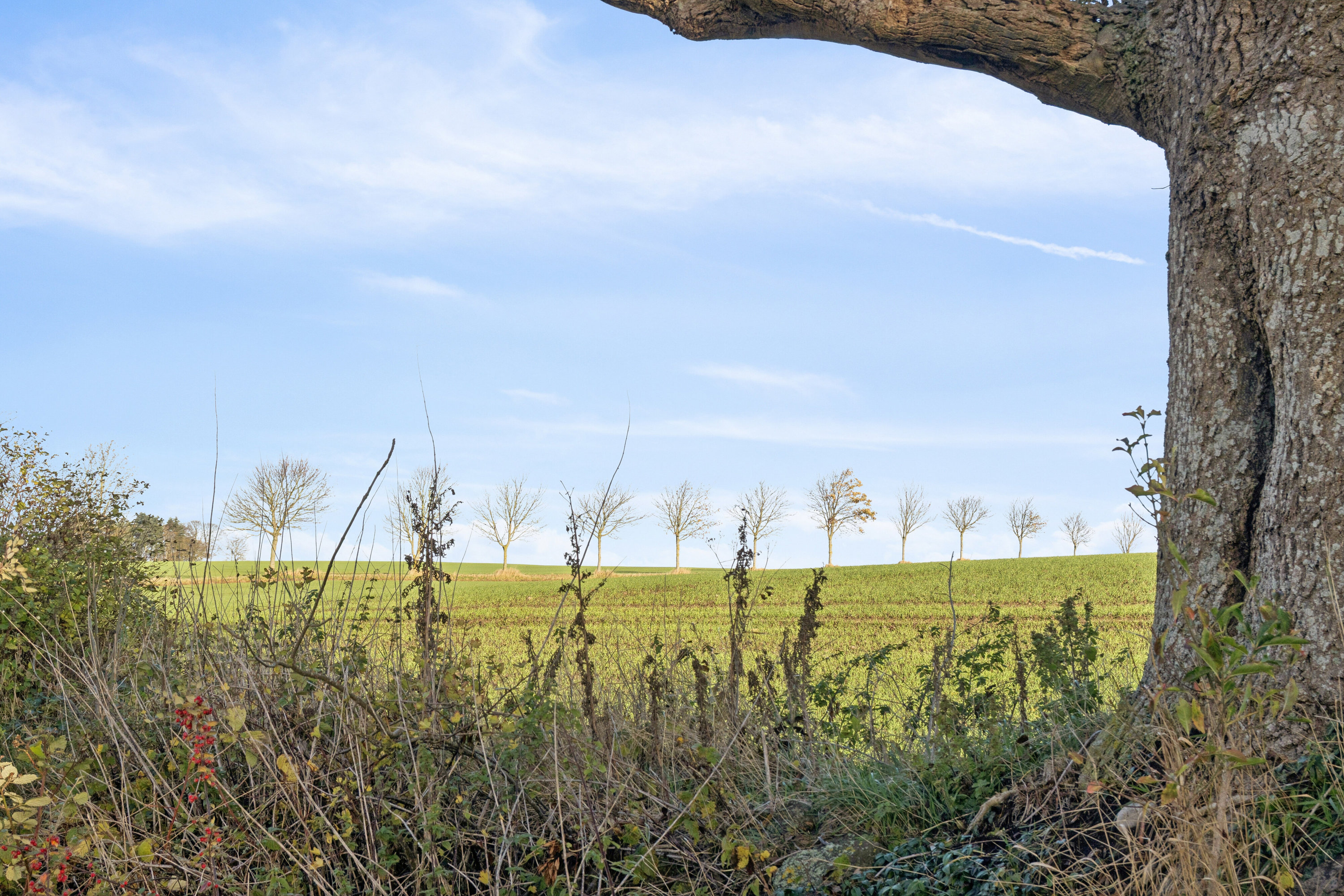 Fremhævet udsigt billede i fuldskærmstilstand. Billede af Lillesøvej 6, 4400 Kalundborg