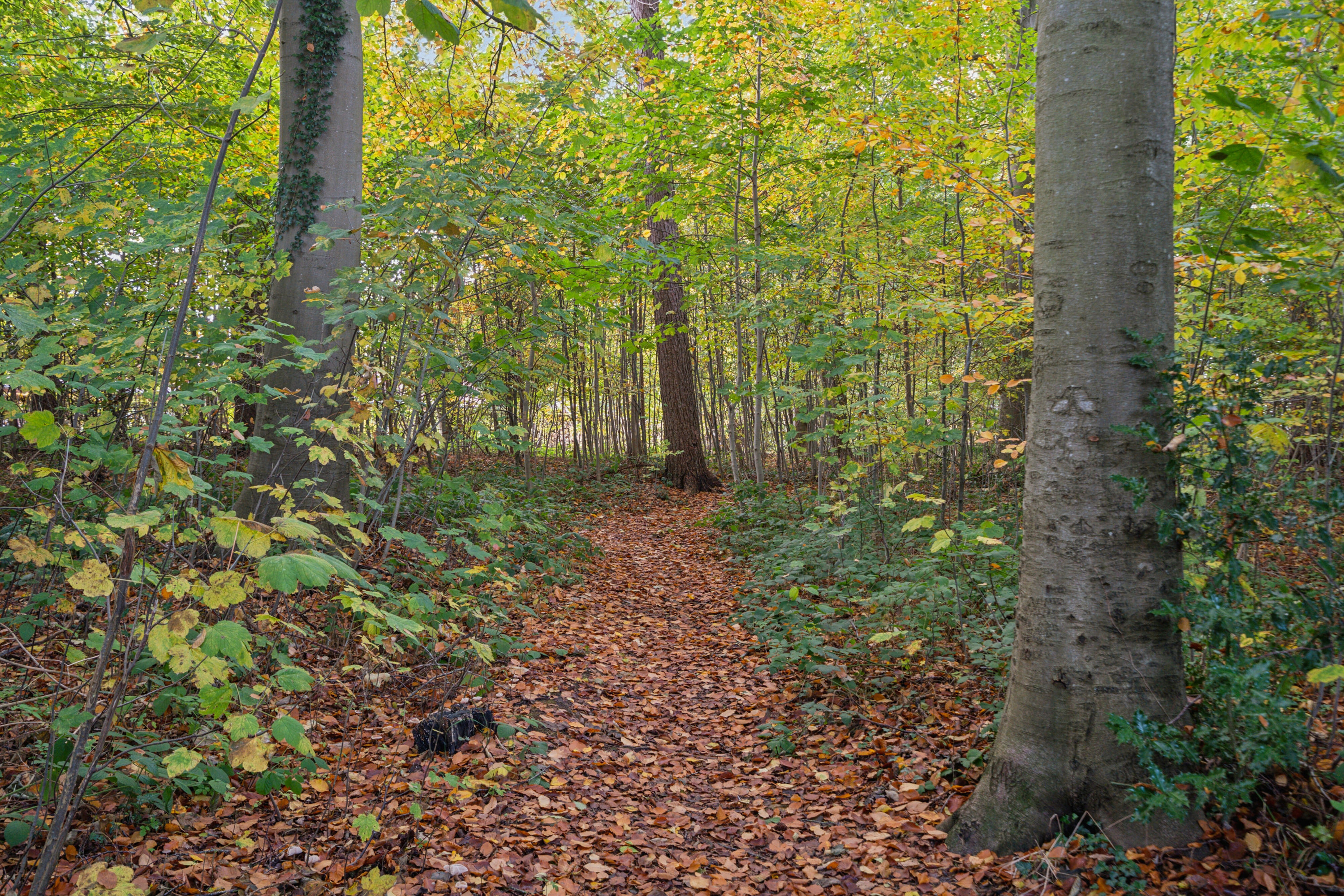 Fremhævet have billede i fuldskærmstilstand. Billede af Vinkelvej 17, Kollund, 6340 Kruså