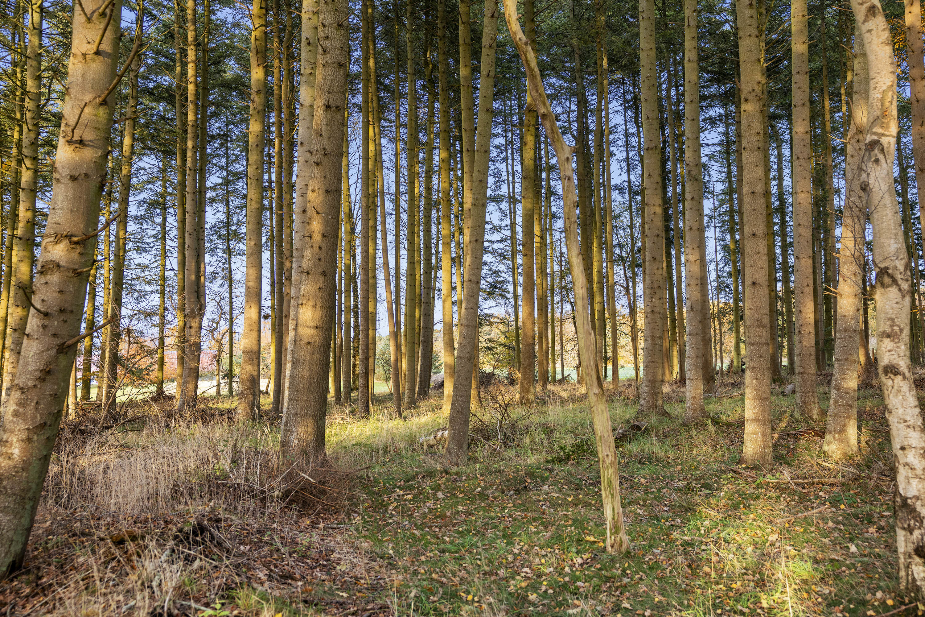 Fremhævet udsigt billede i fuldskærmstilstand. Billede af Lyngsaafælledvej 11, Lyngså, 9300 Sæby