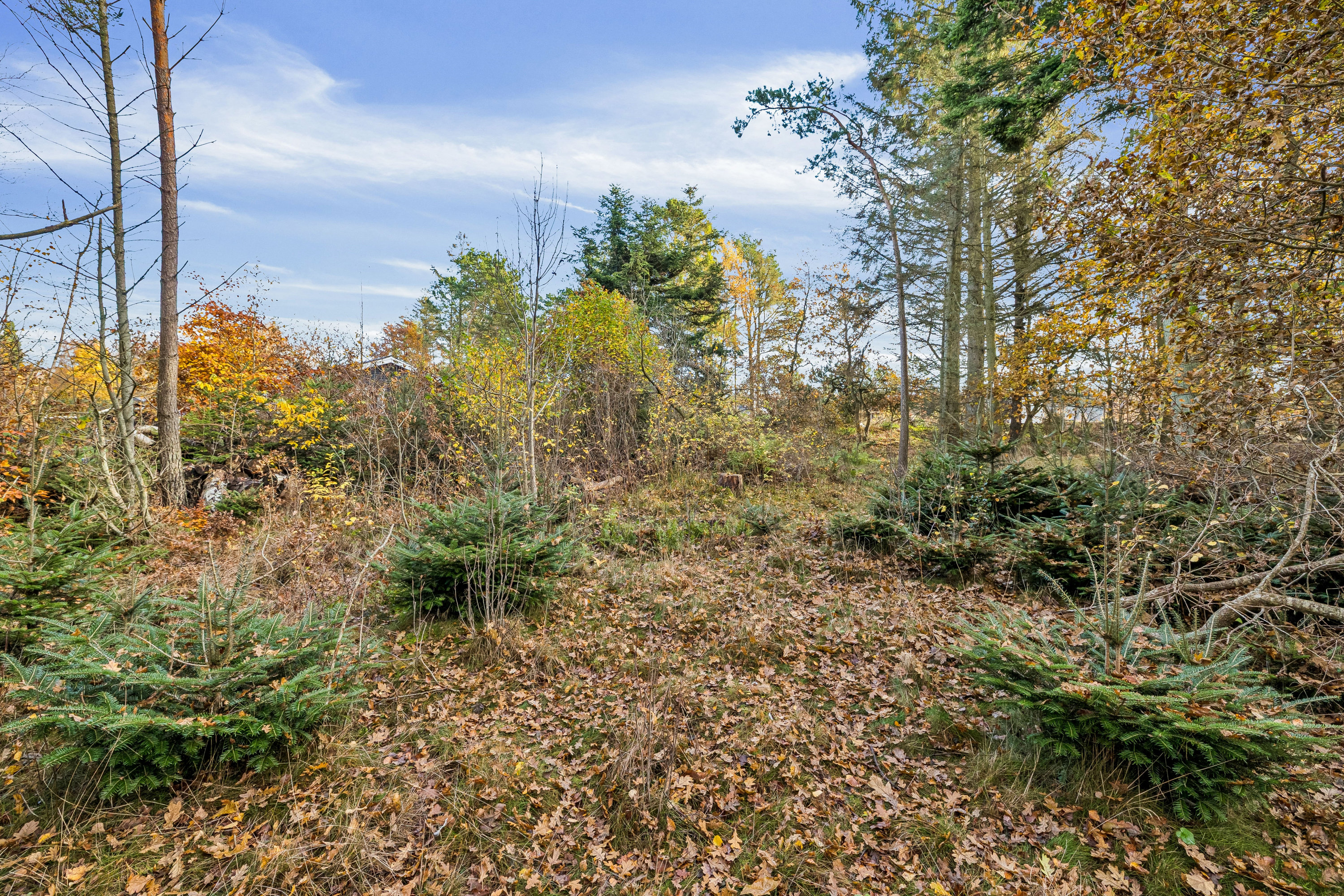 Fremhævet have billede i fuldskærmstilstand. Billede af Strandlund 3, Helberskov, 9560 Hadsund