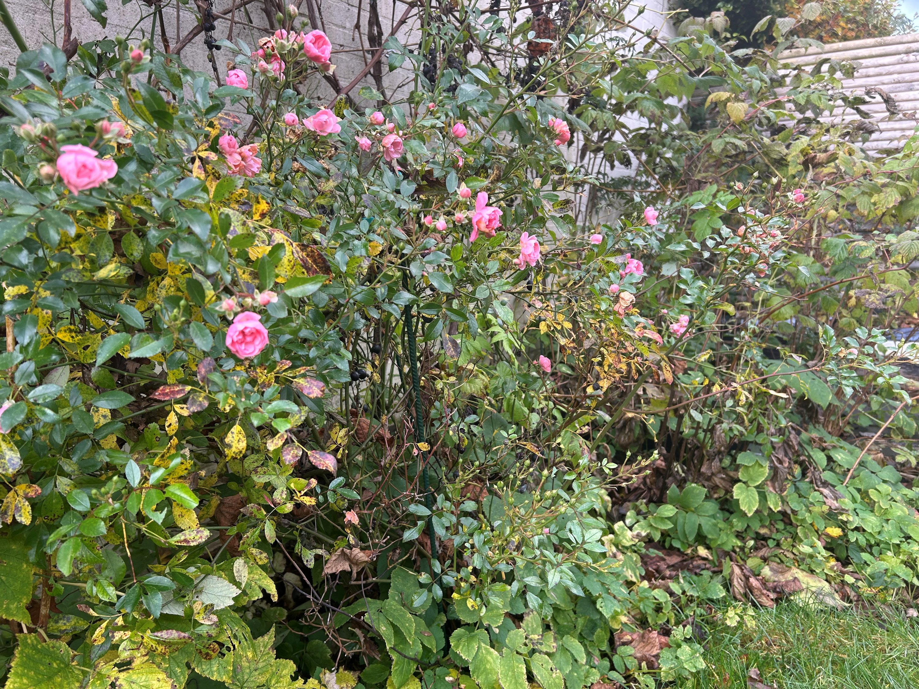 Fremhævet  billede i fuldskærmstilstand. Billede af Nybrovej 195A, 2800 Kongens Lyngby