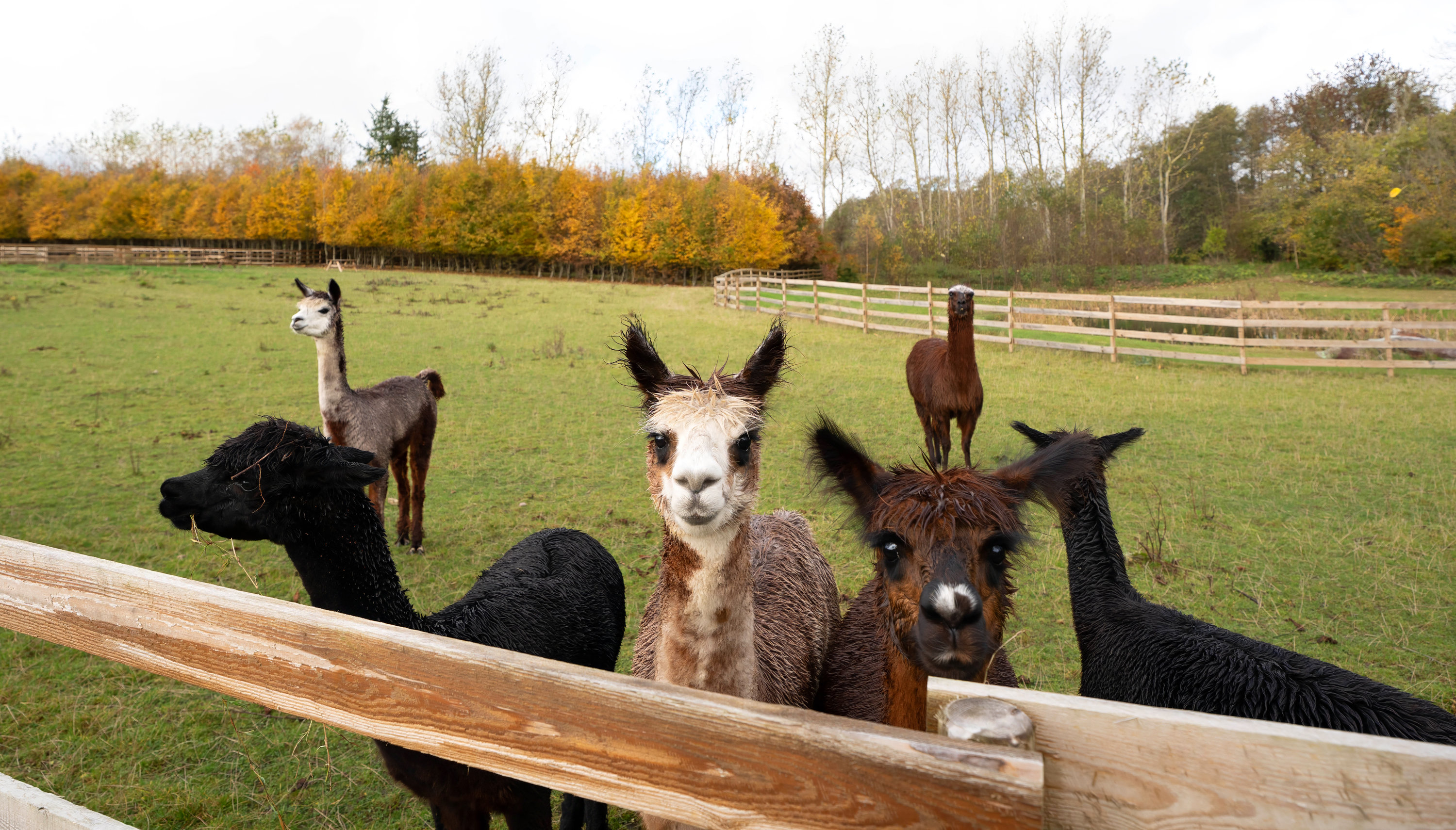 Fremhævet  billede i fuldskærmstilstand. Billede af Fåborgvej 64, Ådalen, 5620 Glamsbjerg