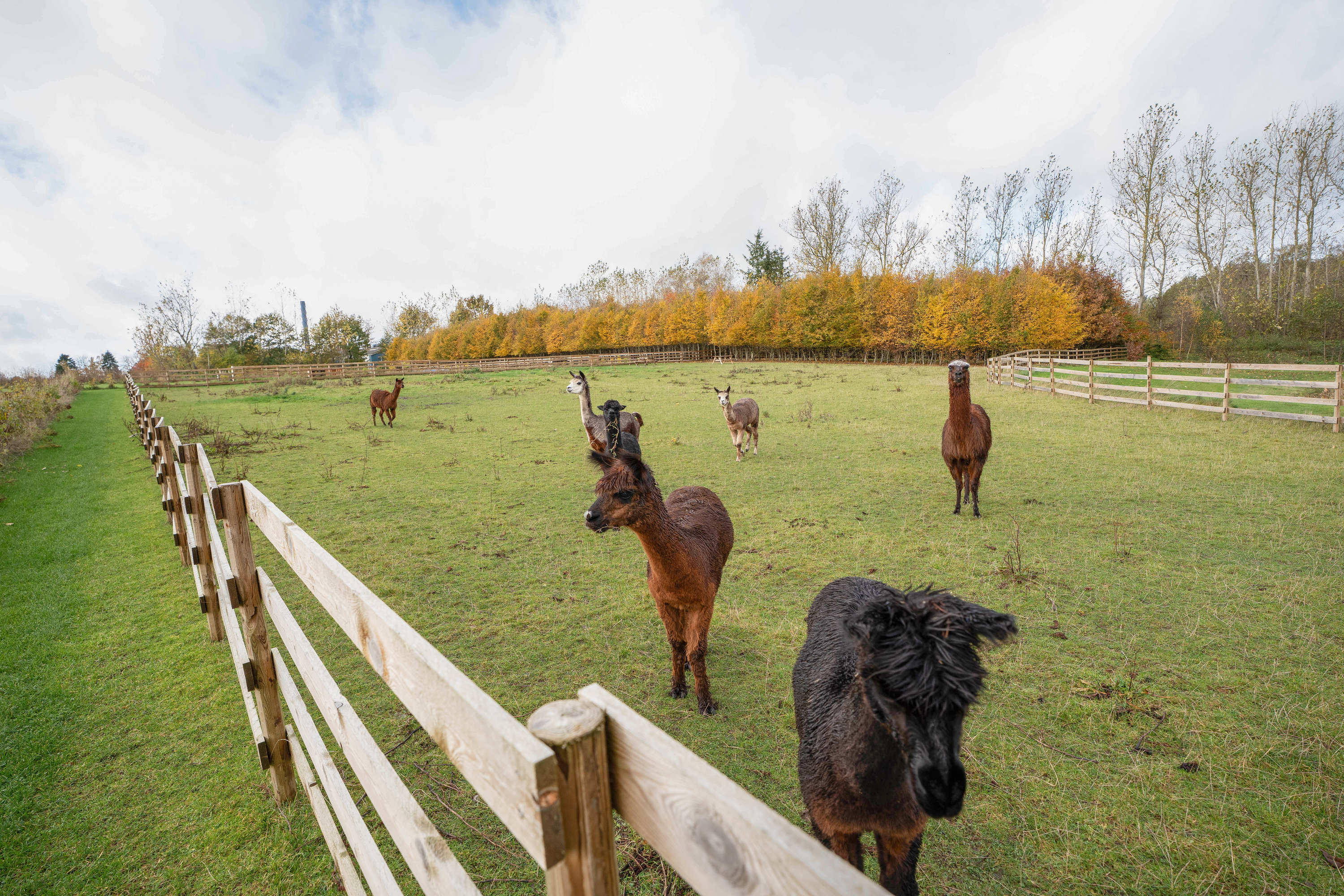 Miniaturebillede 2: . Billede af Fåborgvej 64, Ådalen, 5620 Glamsbjerg
