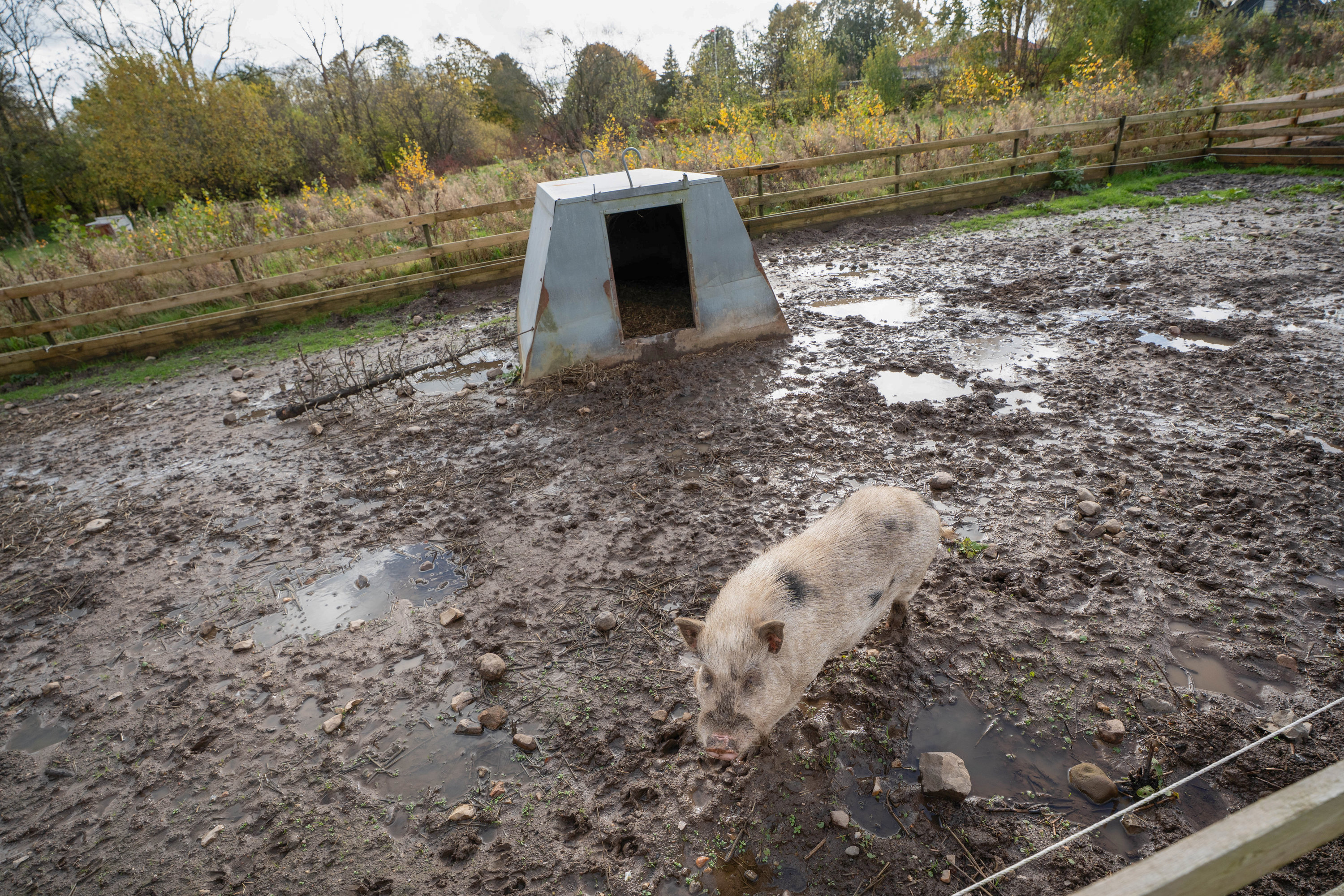 Fremhævet  billede i fuldskærmstilstand. Billede af Fåborgvej 64, Ådalen, 5620 Glamsbjerg