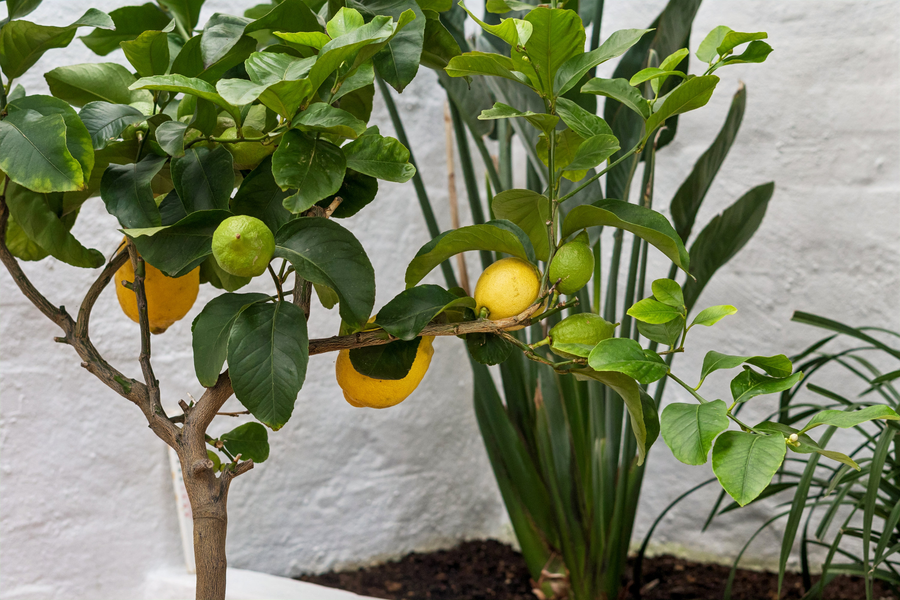 Fremhævet butik billede i fuldskærmstilstand. Billede af Svanevænget 8, 2100 København Ø