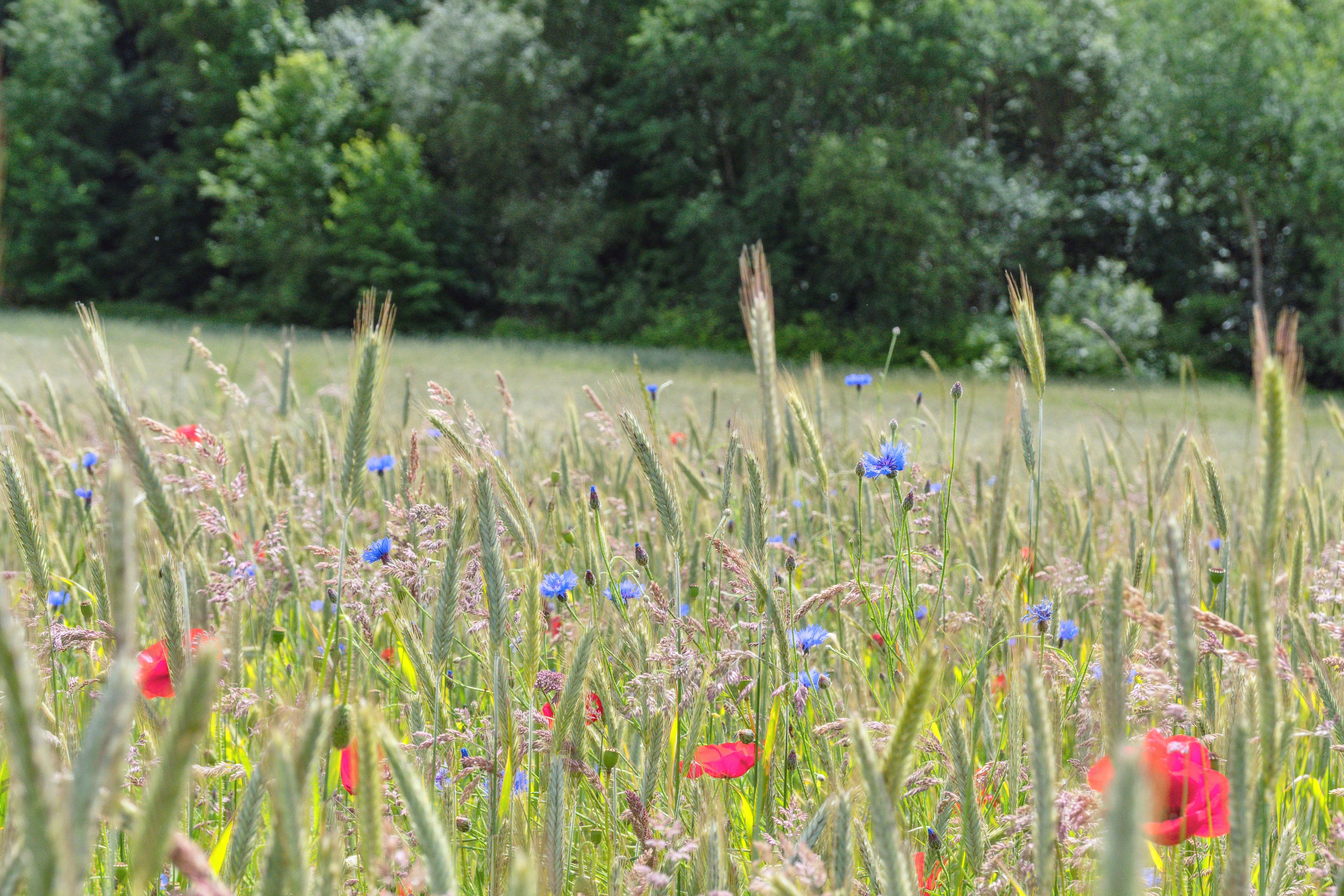 Fremhævet  billede i fuldskærmstilstand. Billede af Hulager 15, Hjarbæk, 8831 Løgstrup