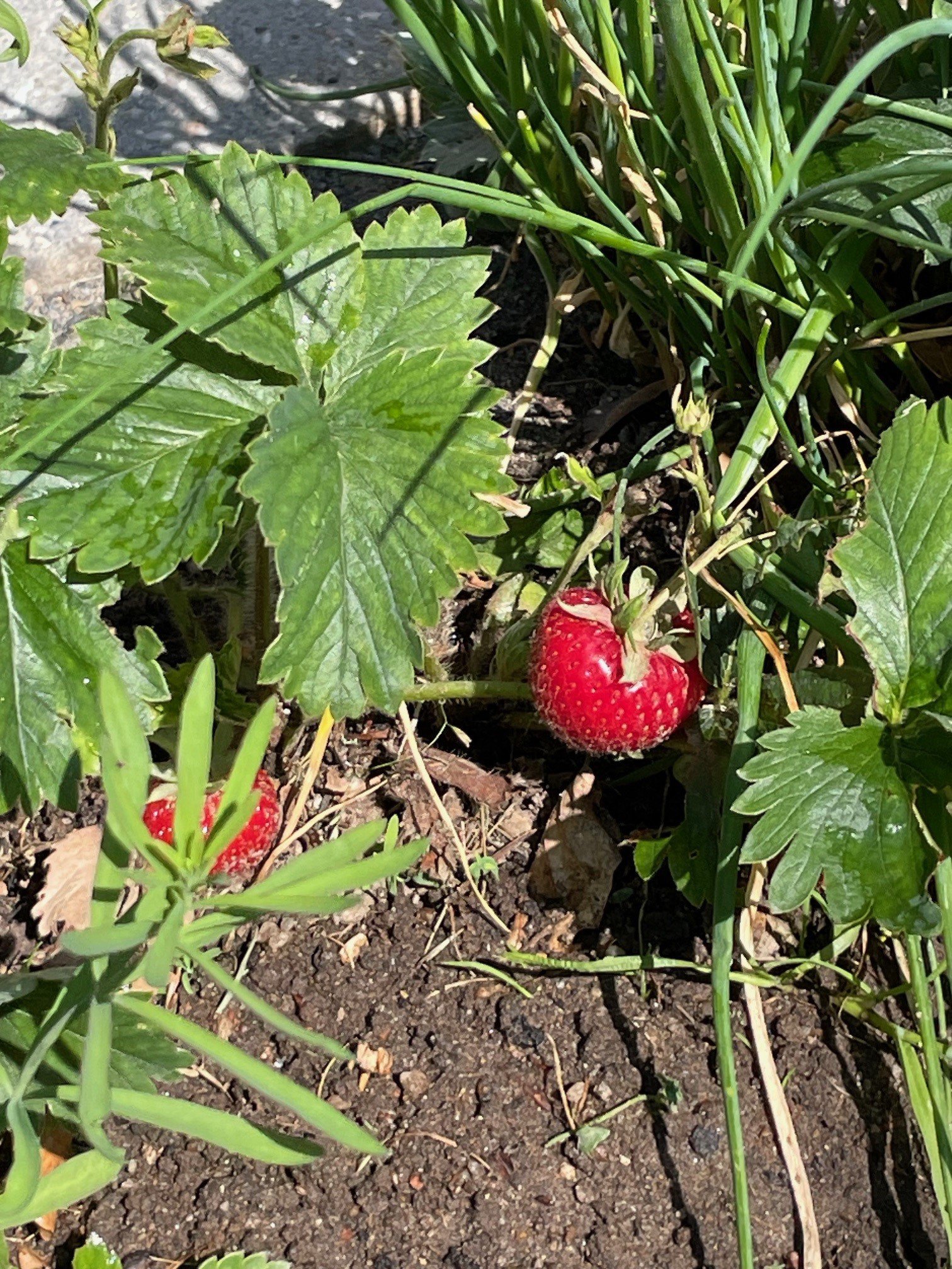 Fremhævet  billede i fuldskærmstilstand. Billede af Laskedalen 58, 8220 Brabrand