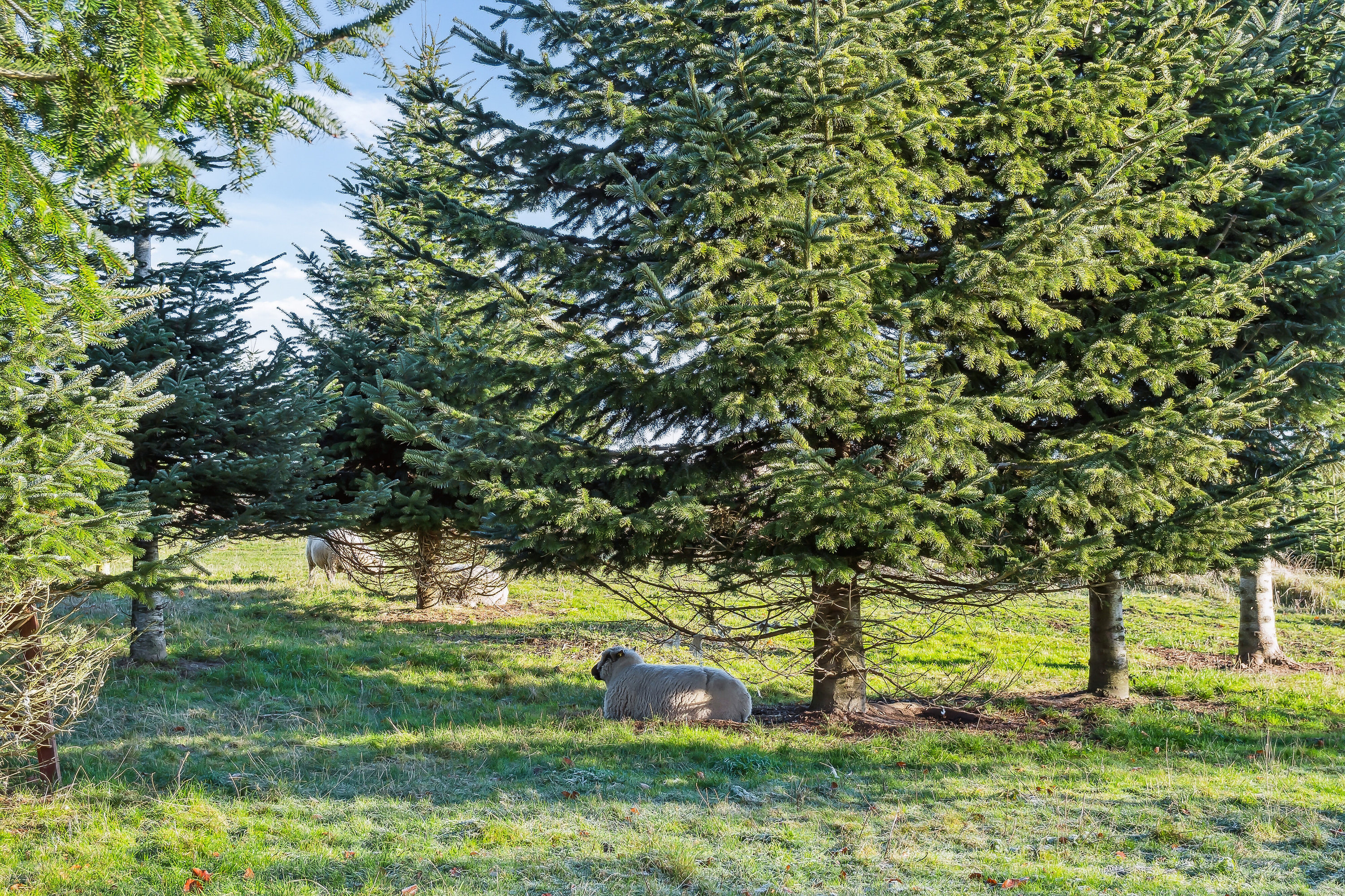 Fremhævet have billede i fuldskærmstilstand. Billede af Skovmarksvej 2, 5762 Vester Skerninge