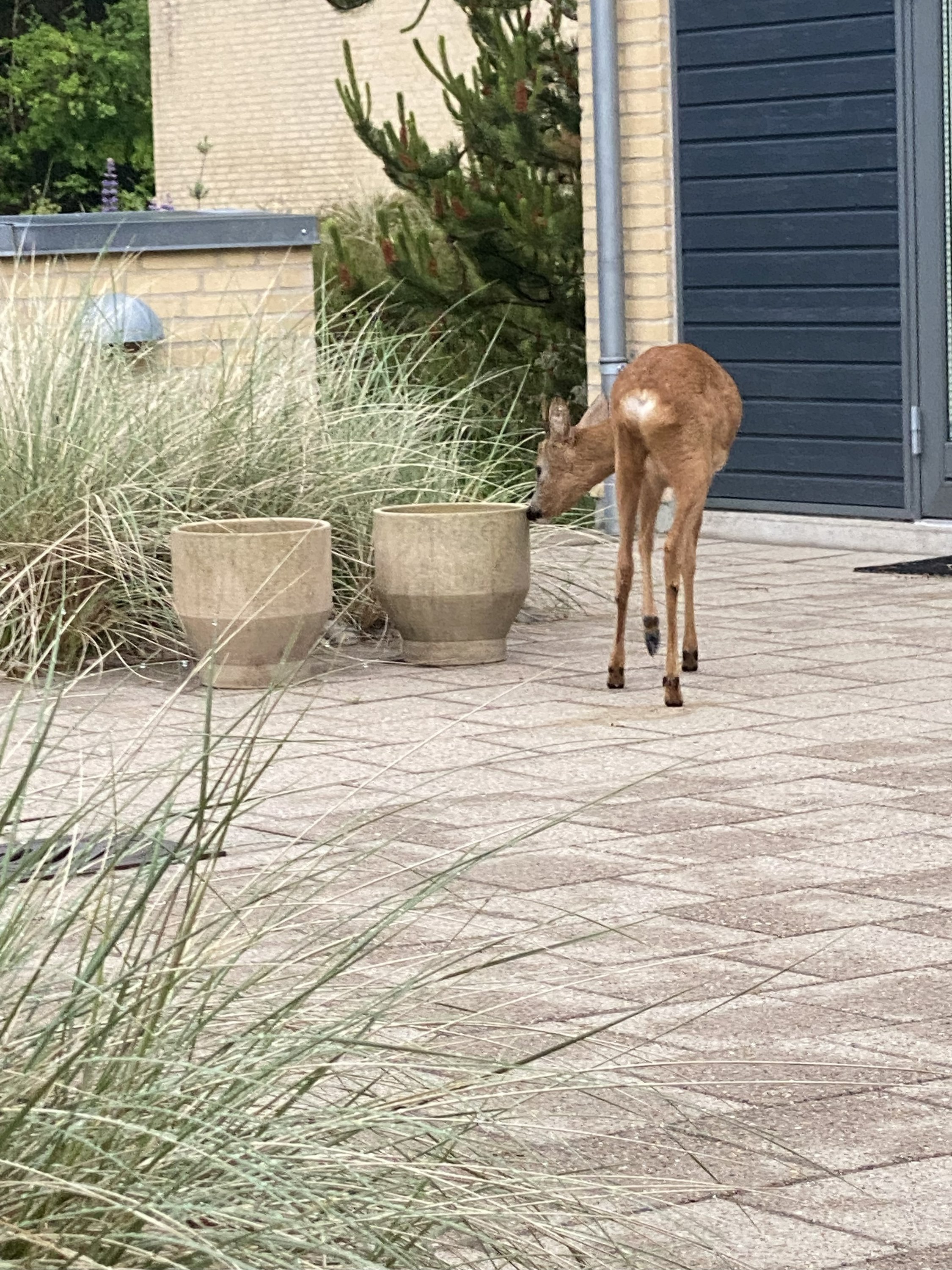 Fremhævet  billede i fuldskærmstilstand. Billede af Klitheden Syd 16, Hune, 9492 Blokhus