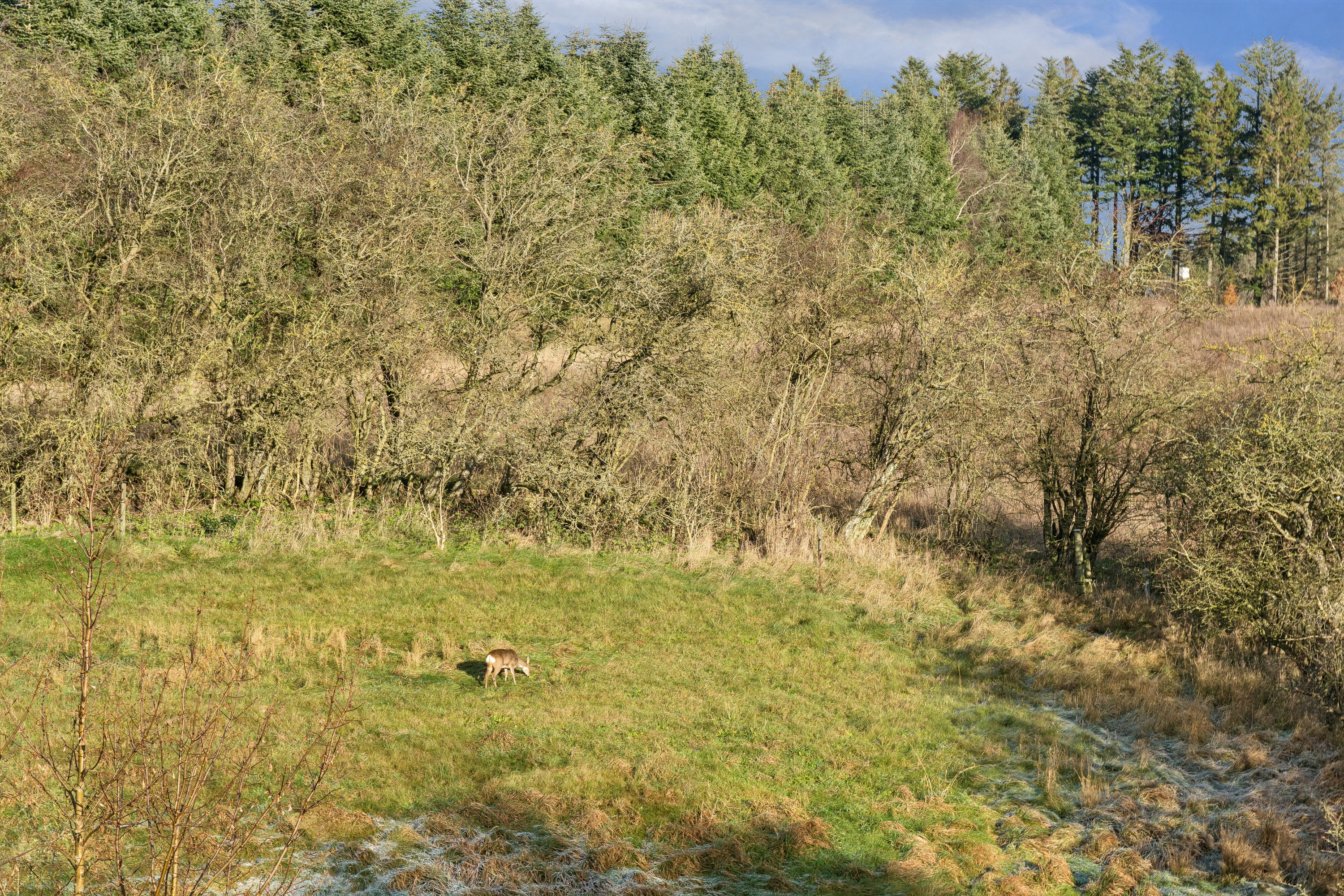 Fremhævet have billede i fuldskærmstilstand. Billede af Kærvænget 11, Astrup, 9800 Hjørring