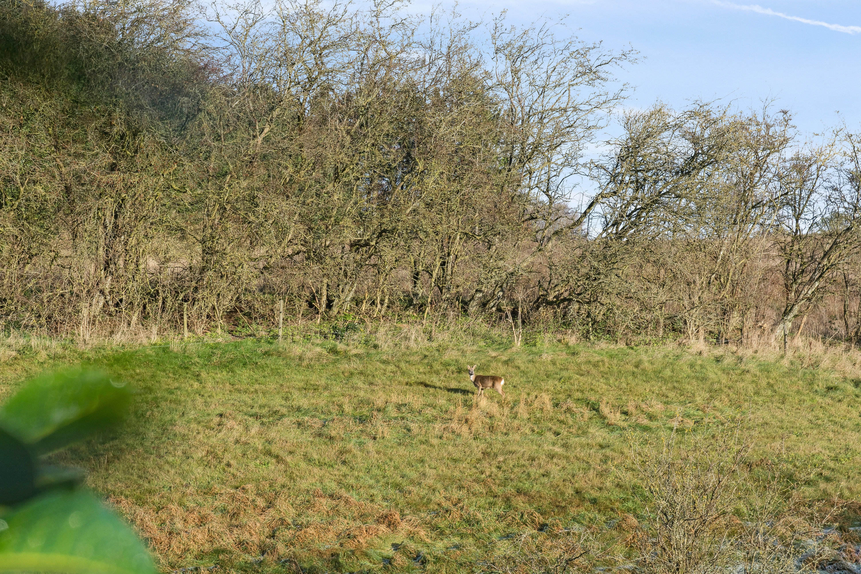Fremhævet udsigt billede i fuldskærmstilstand. Billede af Kærvænget 11, Astrup, 9800 Hjørring