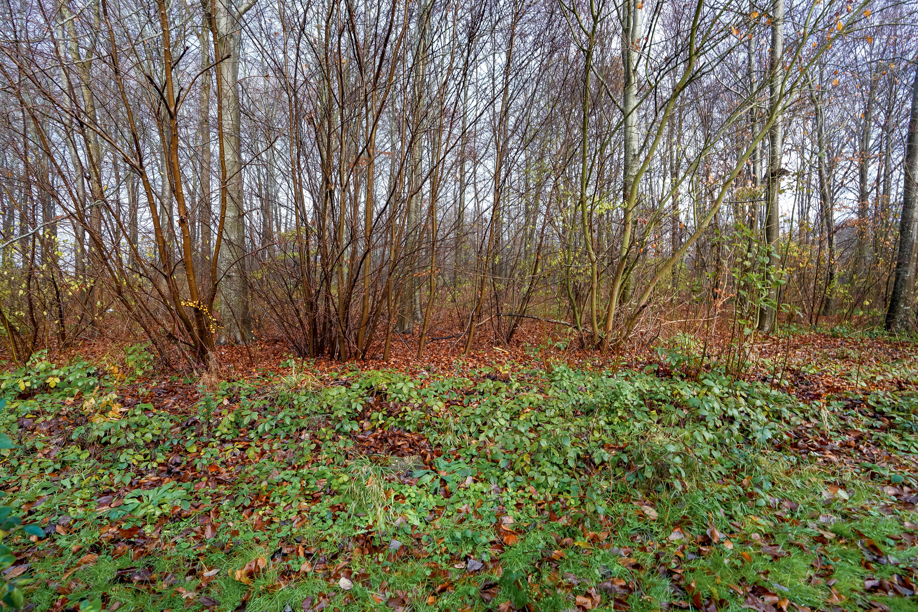 Fremhævet have billede i fuldskærmstilstand. Billede af Lille Tornbjerg Vej 129, Tornbjerg, 5220 Odense SØ