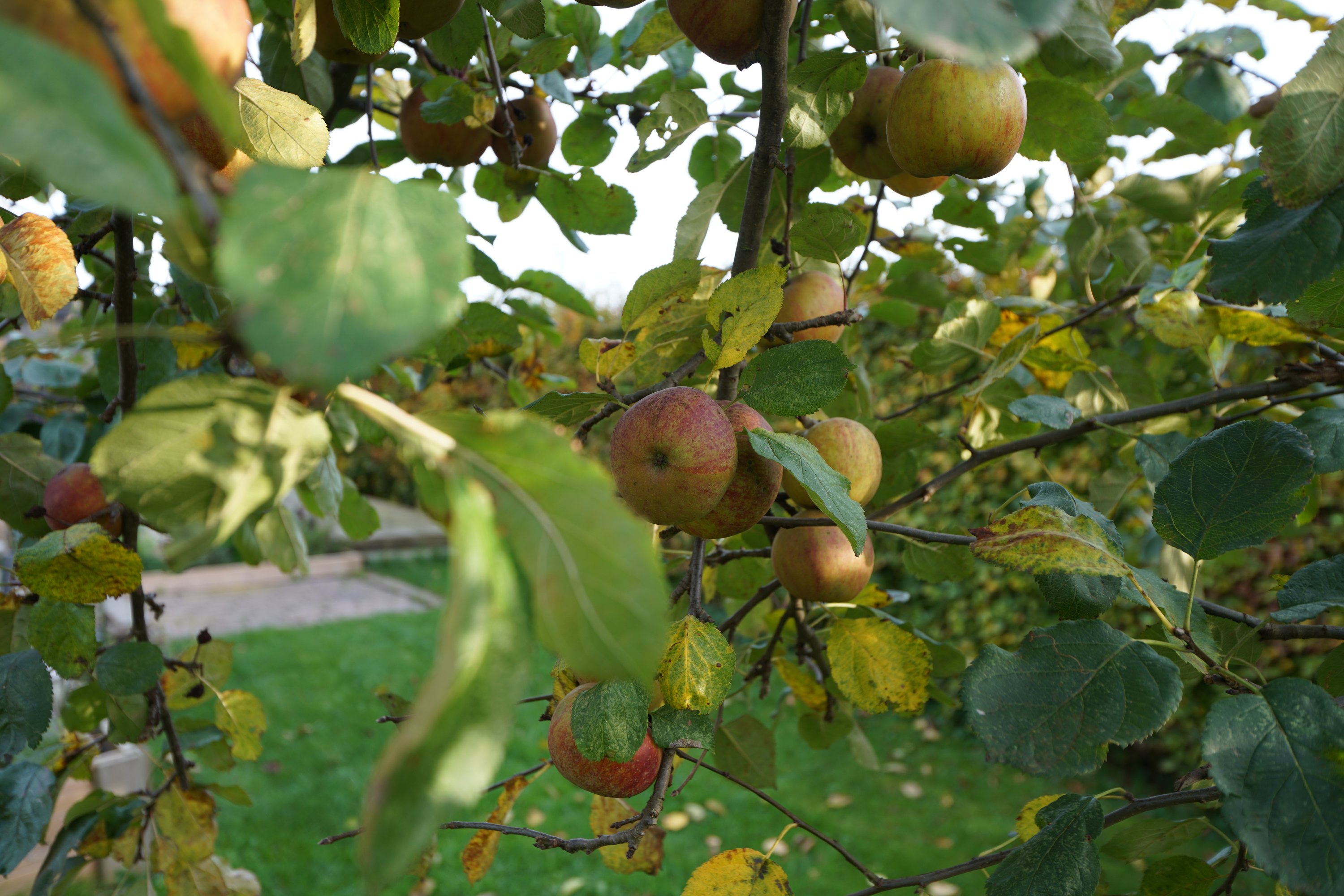 Fremhævet  billede i fuldskærmstilstand. Billede af Børnehave Alle 12, 4622 Havdrup