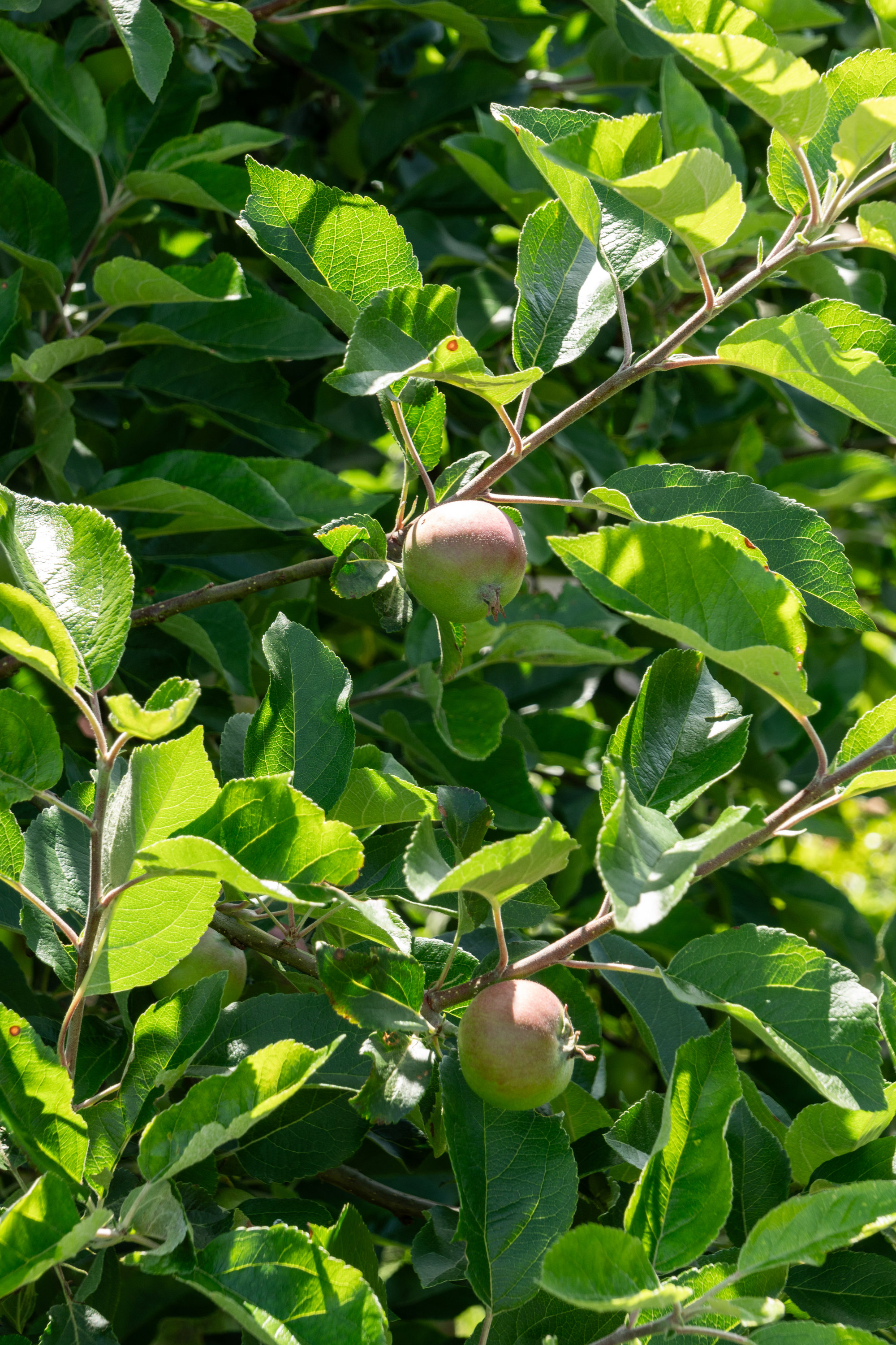 Fremhævet  billede i fuldskærmstilstand. Billede af Gråmejsevej 21, 8800 Viborg