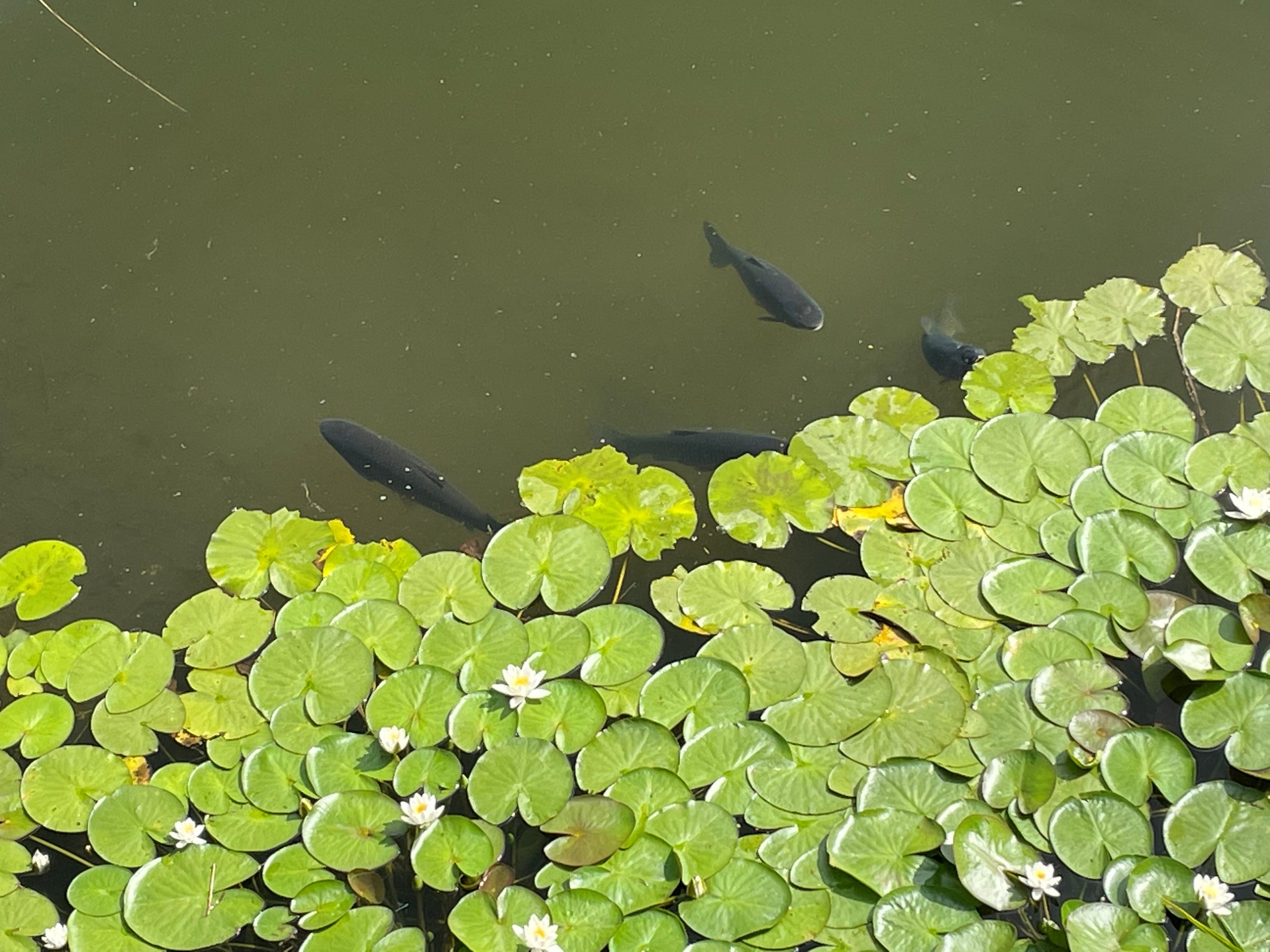 Fremhævet omgivelser billede i fuldskærmstilstand. Billede af Gøttrupvej 349, Gøttrup, 9690 Fjerritslev