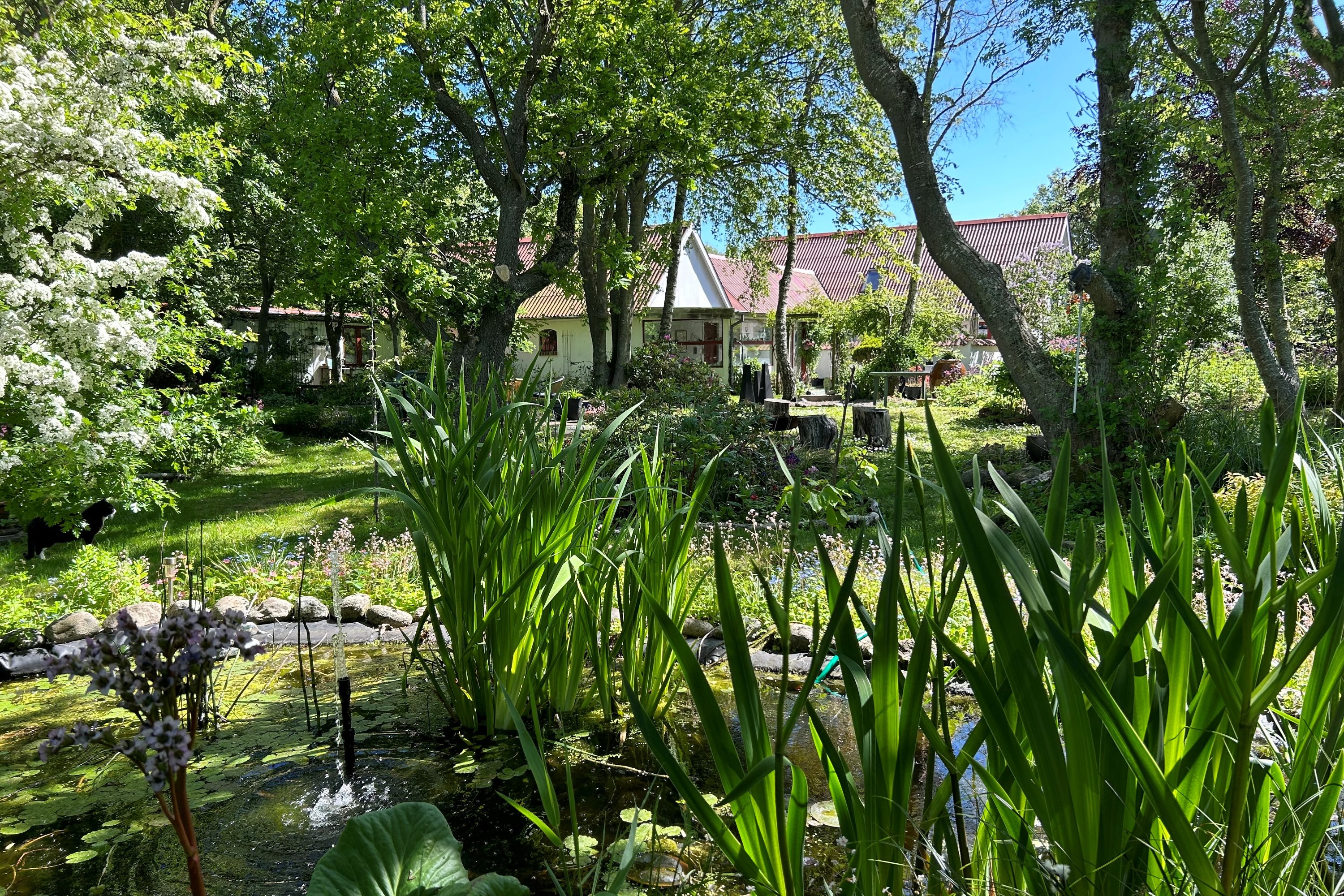 Fremhævet have billede i fuldskærmstilstand. Billede af Oddevej 84, Klim Odde, 9690 Fjerritslev