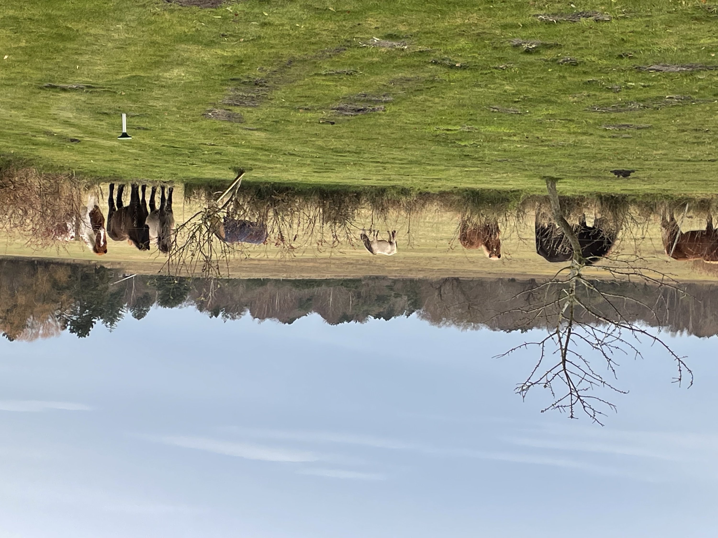 Fremhævet  billede i fuldskærmstilstand. Billede af Ved Møllen 11, 4581 Rørvig