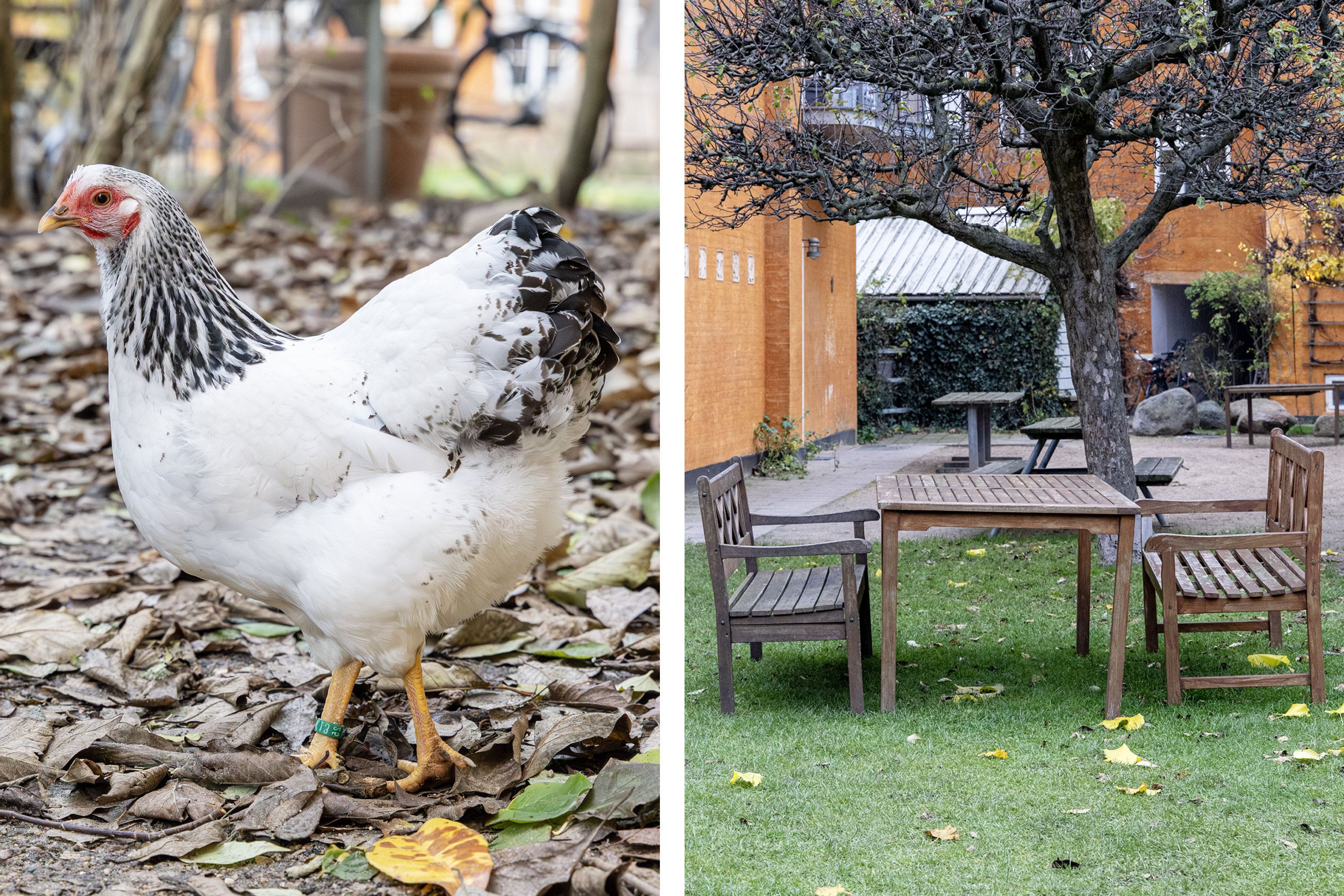 Fremhævet gårdmiljø billede i fuldskærmstilstand. Billede af Fiolstræde 28A, 2. th., 1171 København K