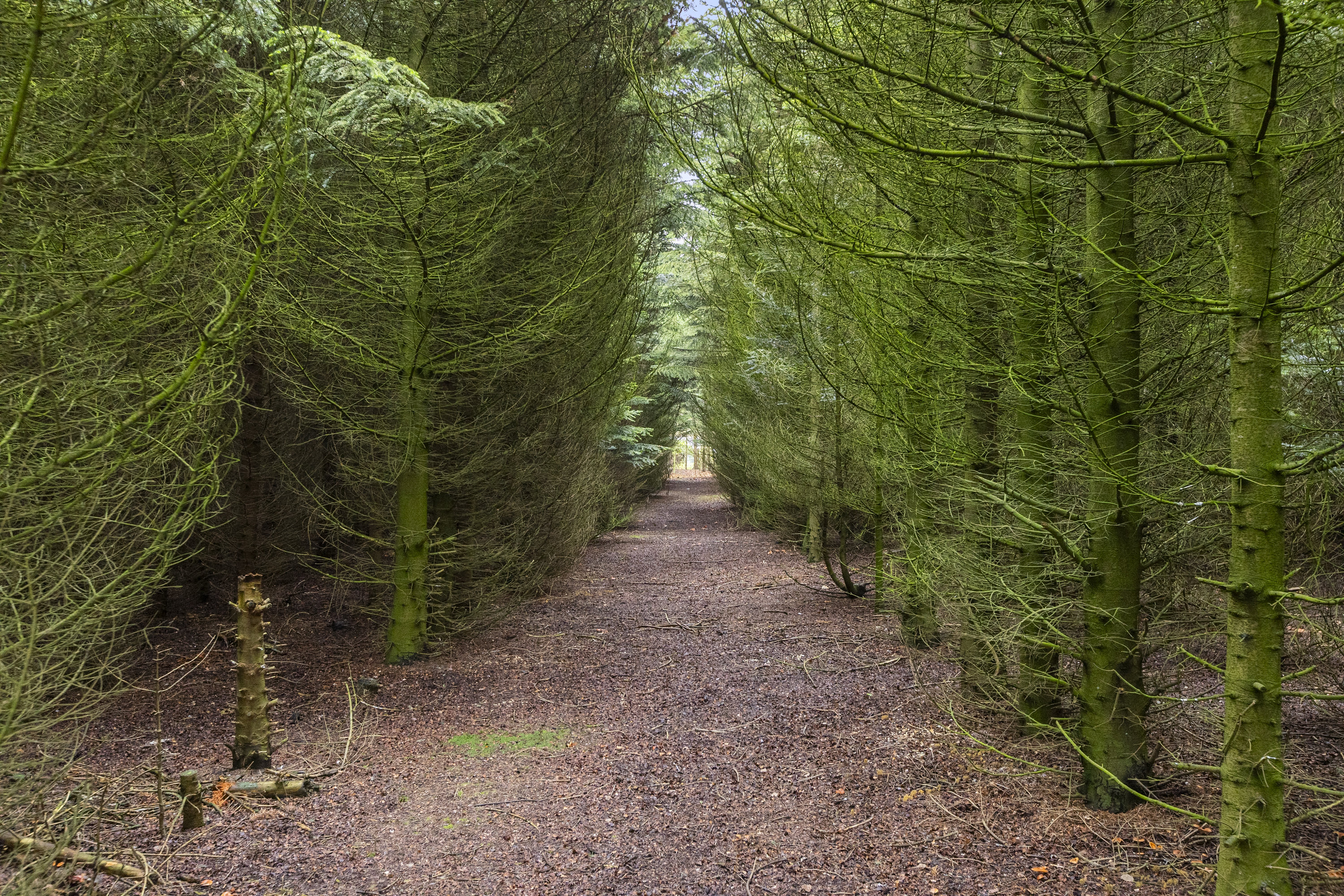 Miniaturebillede 2: skov. Billede af Sorøvej 29, 4295 Stenlille