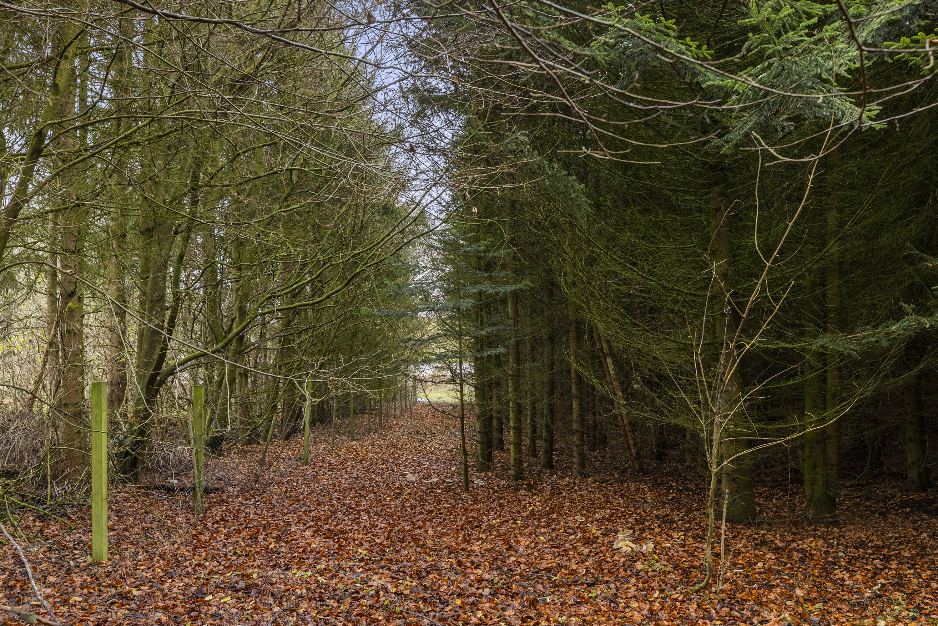 Fremhævet skov billede i fuldskærmstilstand. Billede af Sorøvej 29, 4295 Stenlille