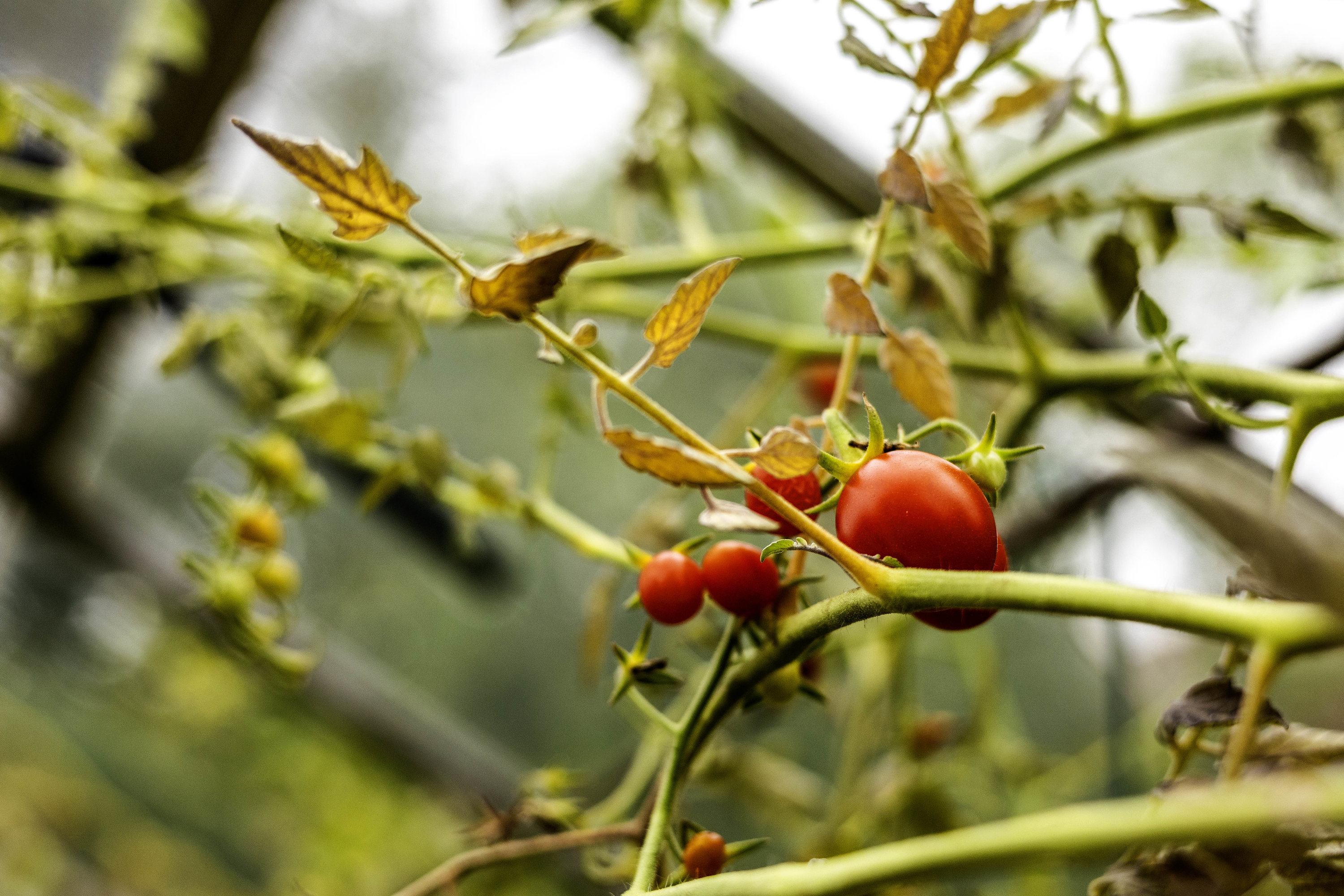 Fremhævet  billede i fuldskærmstilstand. Billede af Hf. Grænsen 2, 2000 Frederiksberg